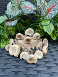 3 x Ammonite Fossils – Small 3-4cm
