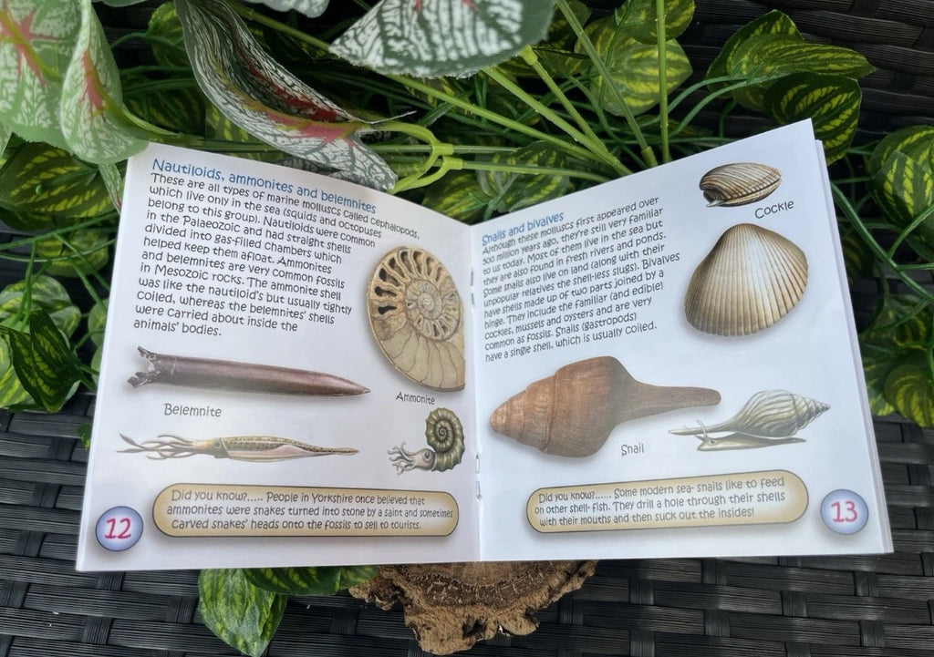The Study of Fossils Booklet – Guide for Young Fossil Hunters