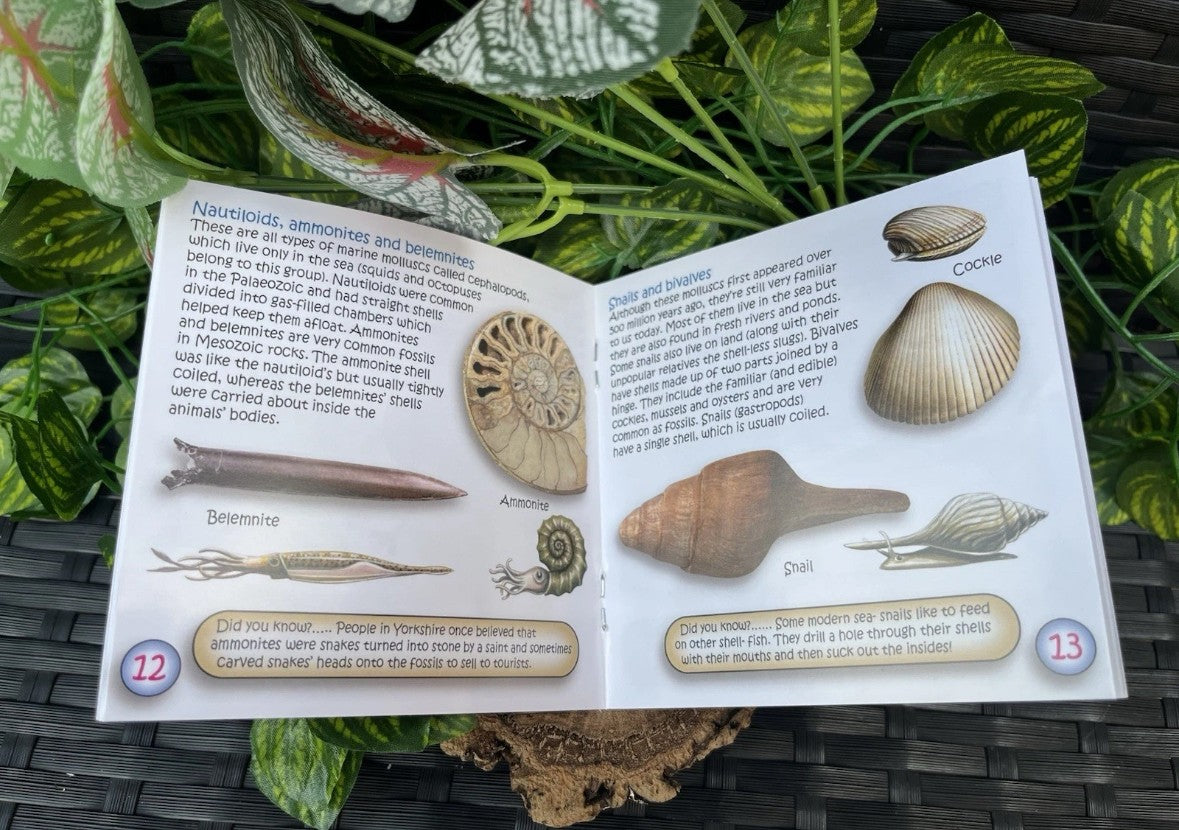The Study of Fossils Booklet – Guide for Young Fossil Hunters