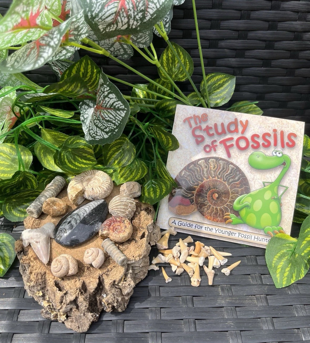 Fossil Box – Curated Fossil Collection with Educational Booklet