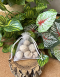 50g Moroccan Gastropod Fossils – 100-200 Million Years Old - Fossil Snails!