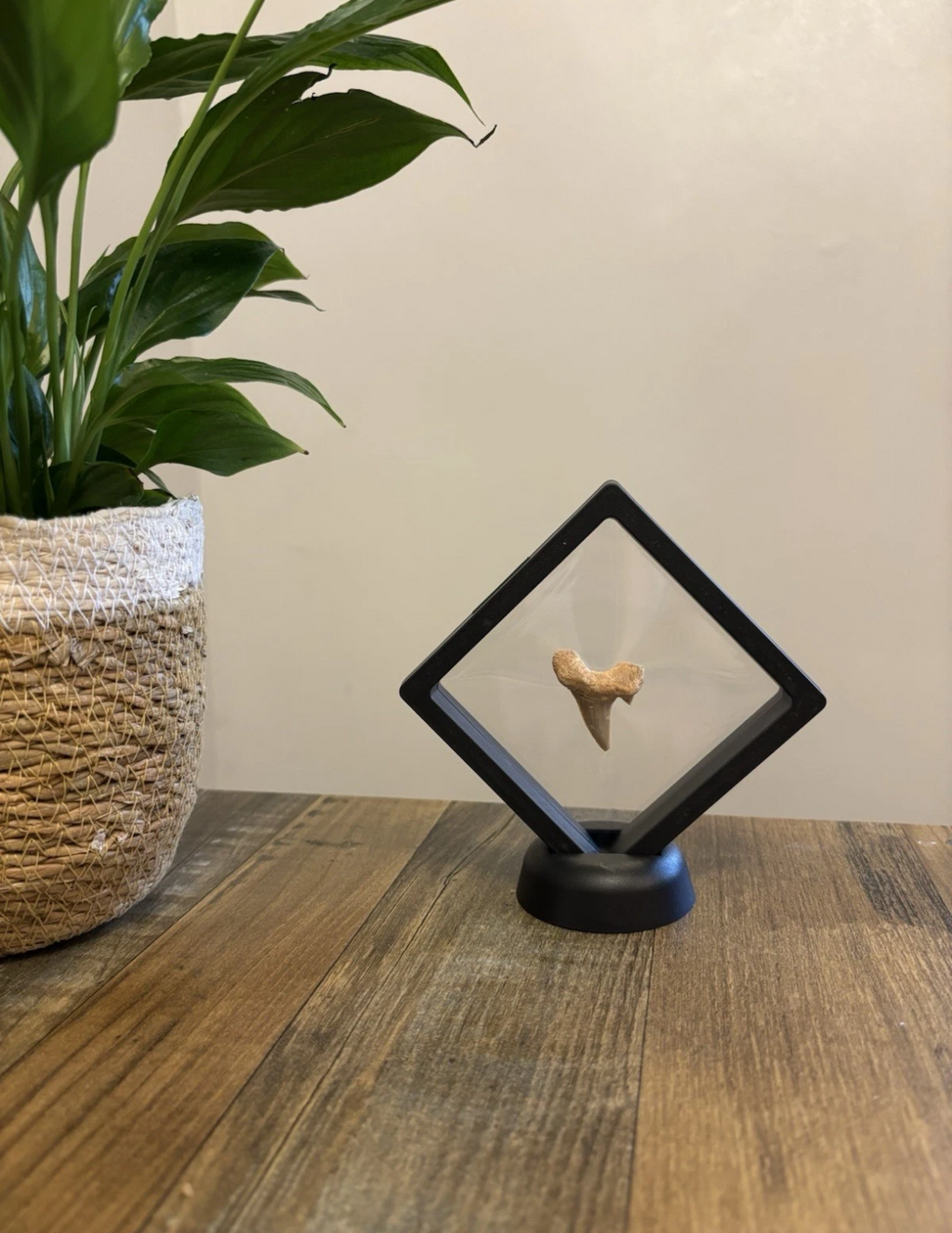 Fossil Otodus Shark Tooth In Floating Frame – Prehistoric sharks tooth