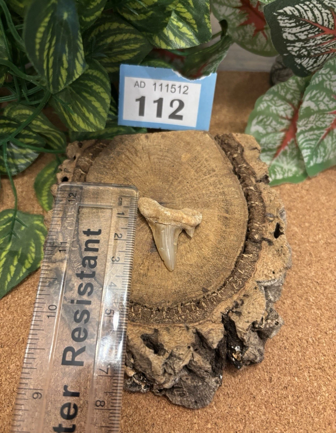 Fossil Otodus Shark Tooth In Floating Frame – Prehistoric sharks tooth