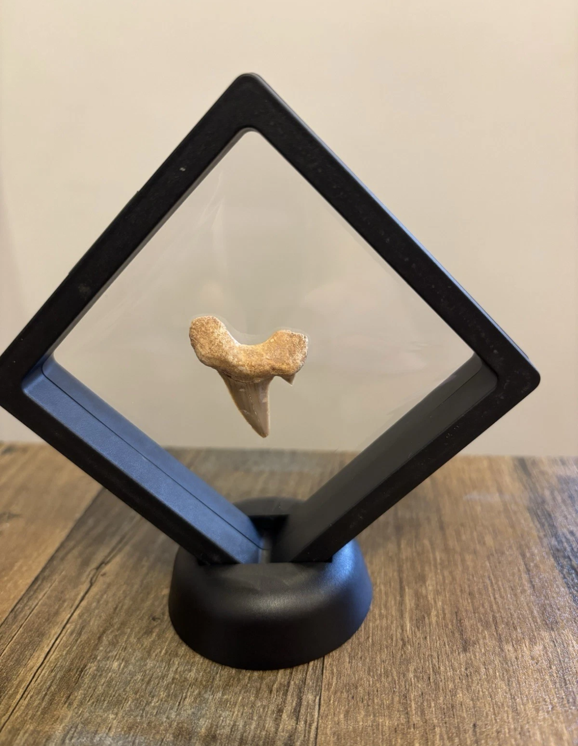 Fossil Otodus Shark Tooth In Floating Frame – Prehistoric sharks tooth