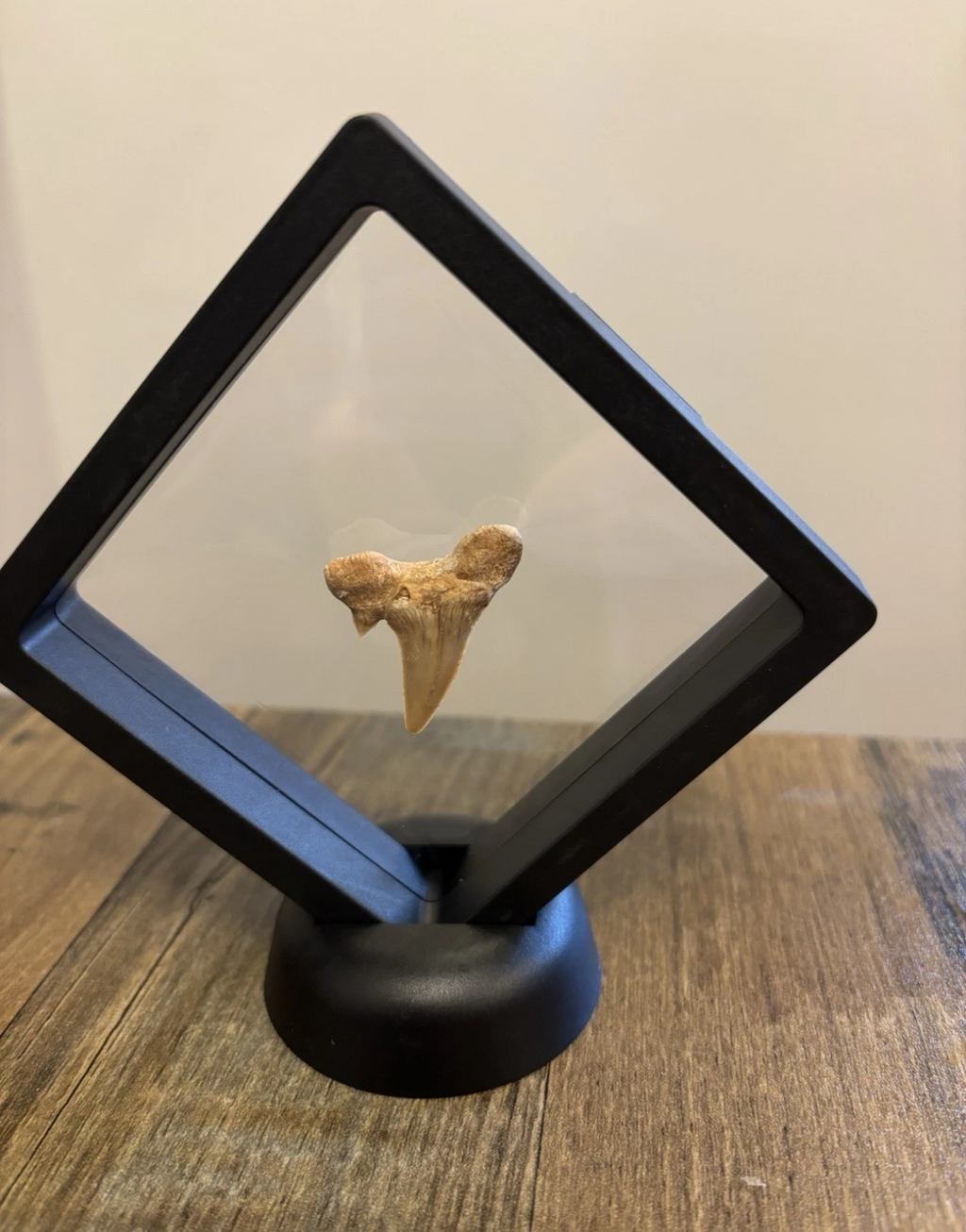 Fossil Otodus Shark Tooth In Floating Frame – Prehistoric sharks tooth