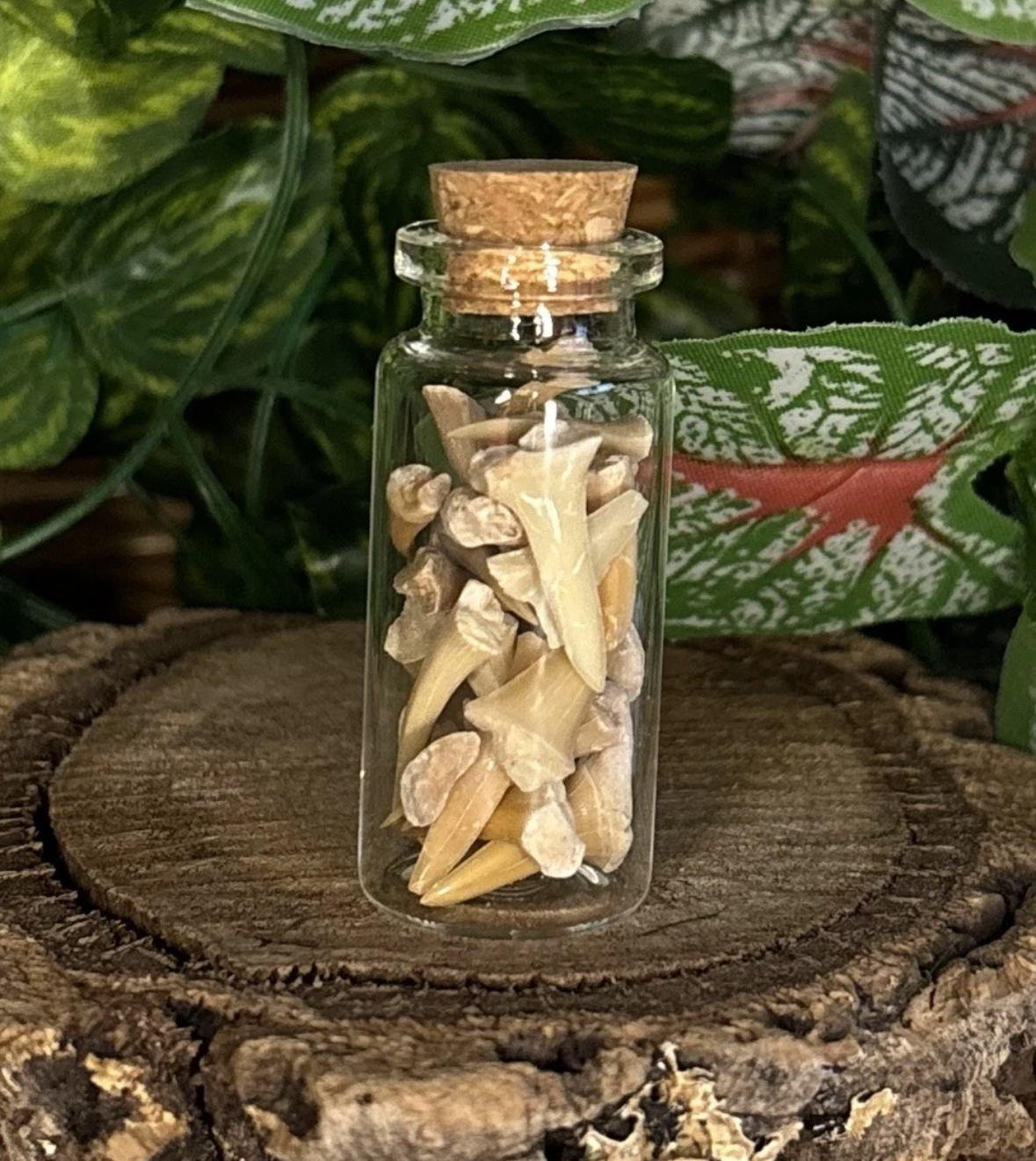 Fossil Sharks Teeth in Mini Glass Bottle – Approx 25 Teeth