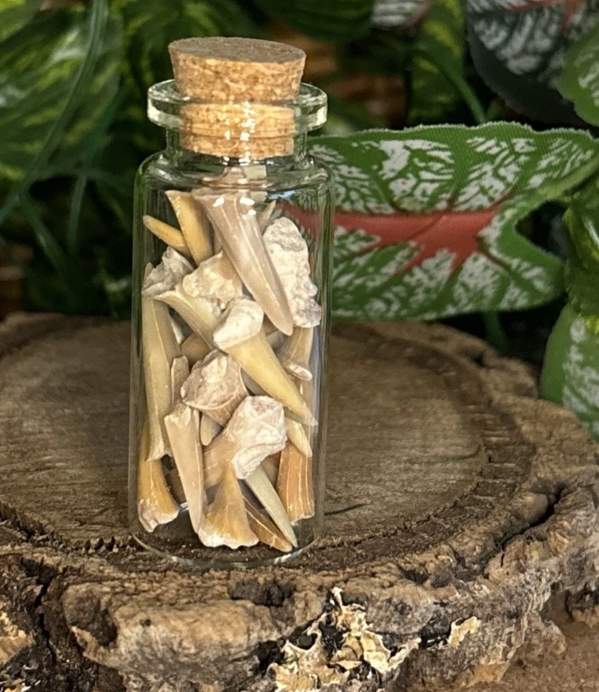 Fossil Sharks Teeth in Mini Glass Bottle – Approx 25 Teeth