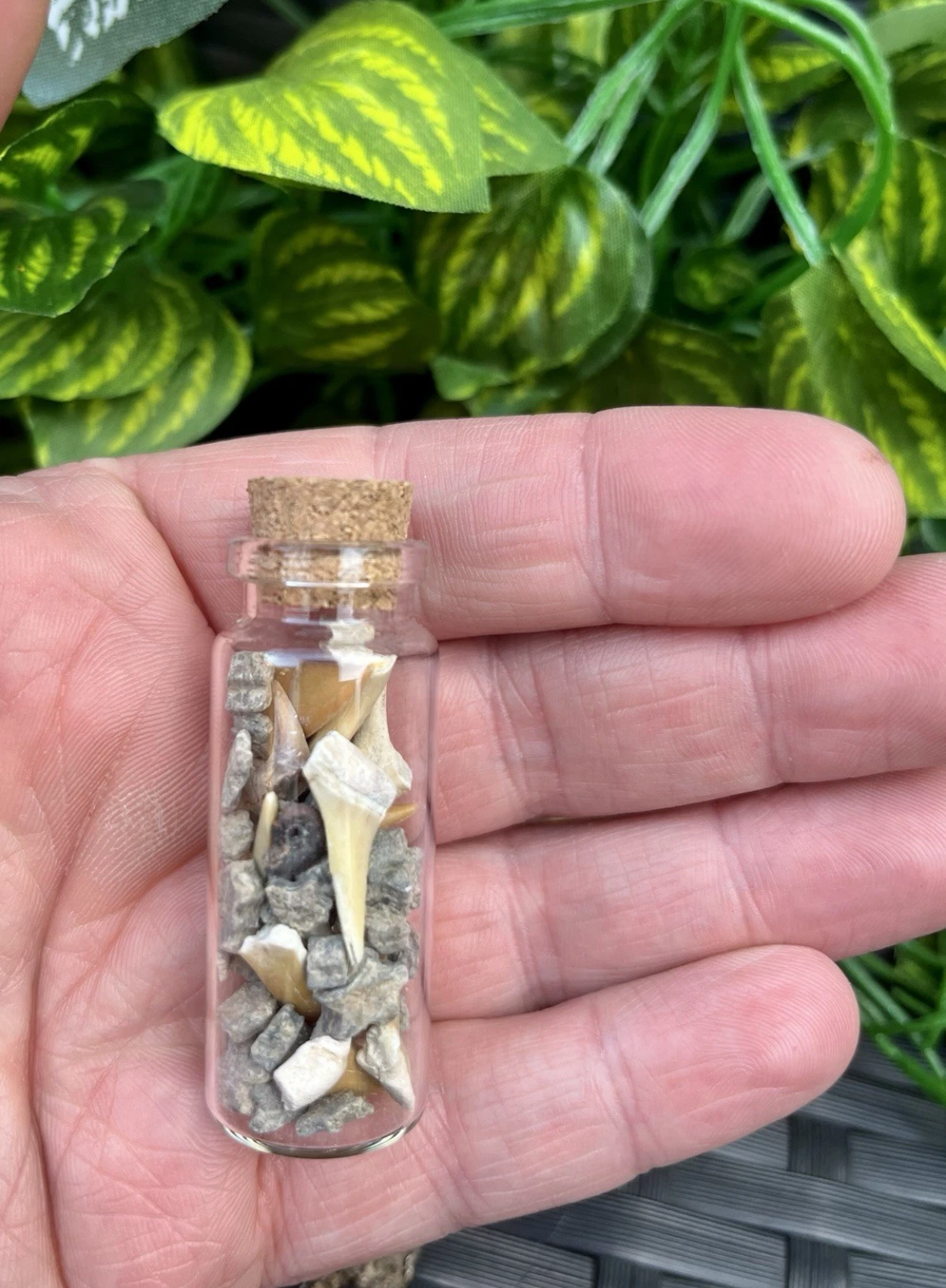 Mini Fossil Mix in Glass Bottle - Shark and Ray Teeth - Crinoid stars and stems
