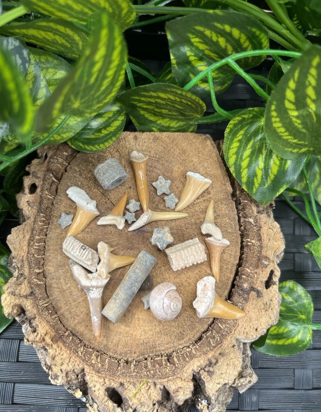 Mini Fossil Mix in Glass Bottle - Shark and Ray Teeth - Crinoid stars and stems