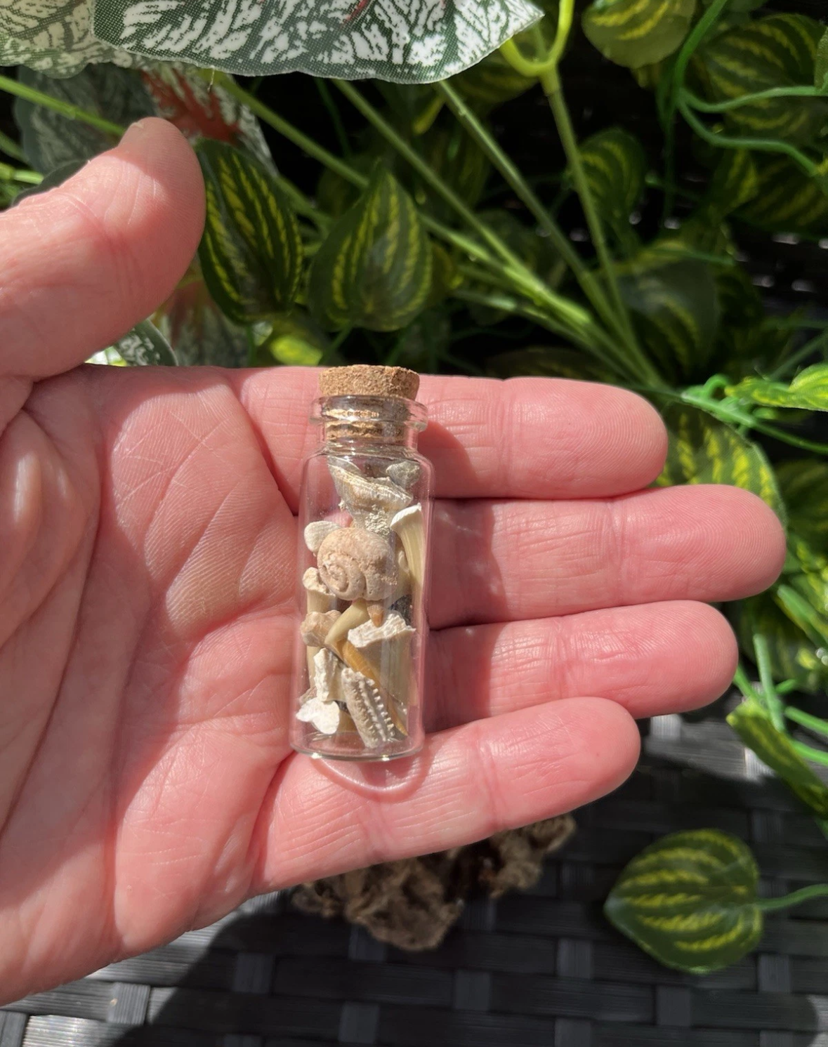 Mini Fossil Mix in Glass Bottle - Shark and Ray Teeth - Crinoid stars and stems