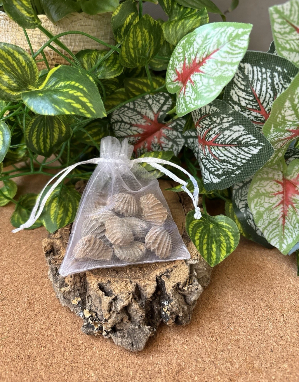 50g Moroccan Brachiopod Fossils – 400+ Million Years Old