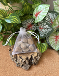 50g Moroccan Brachiopod Fossils – 400+ Million Years Old