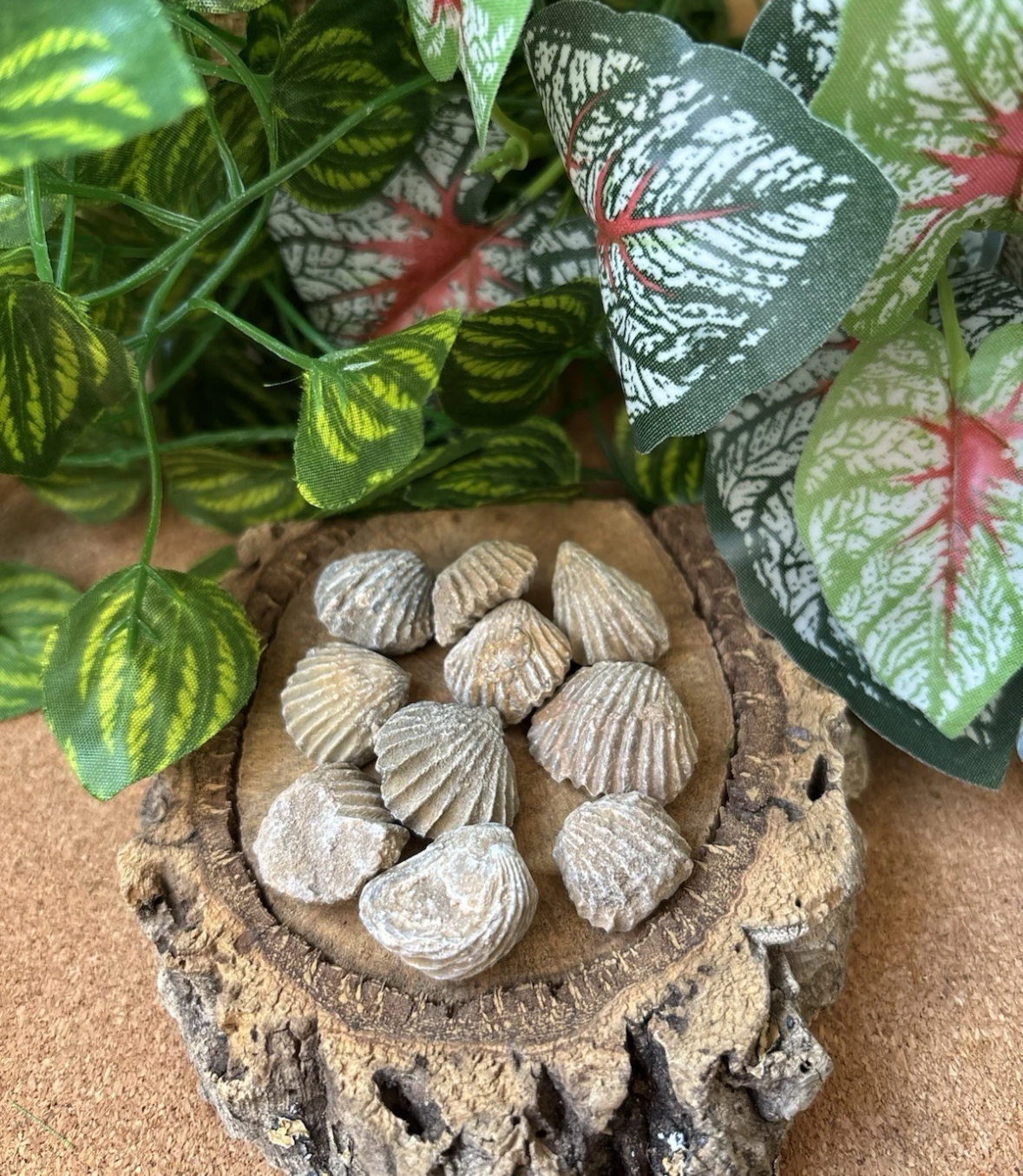 50g Moroccan Brachiopod Fossils – 400+ Million Years Old