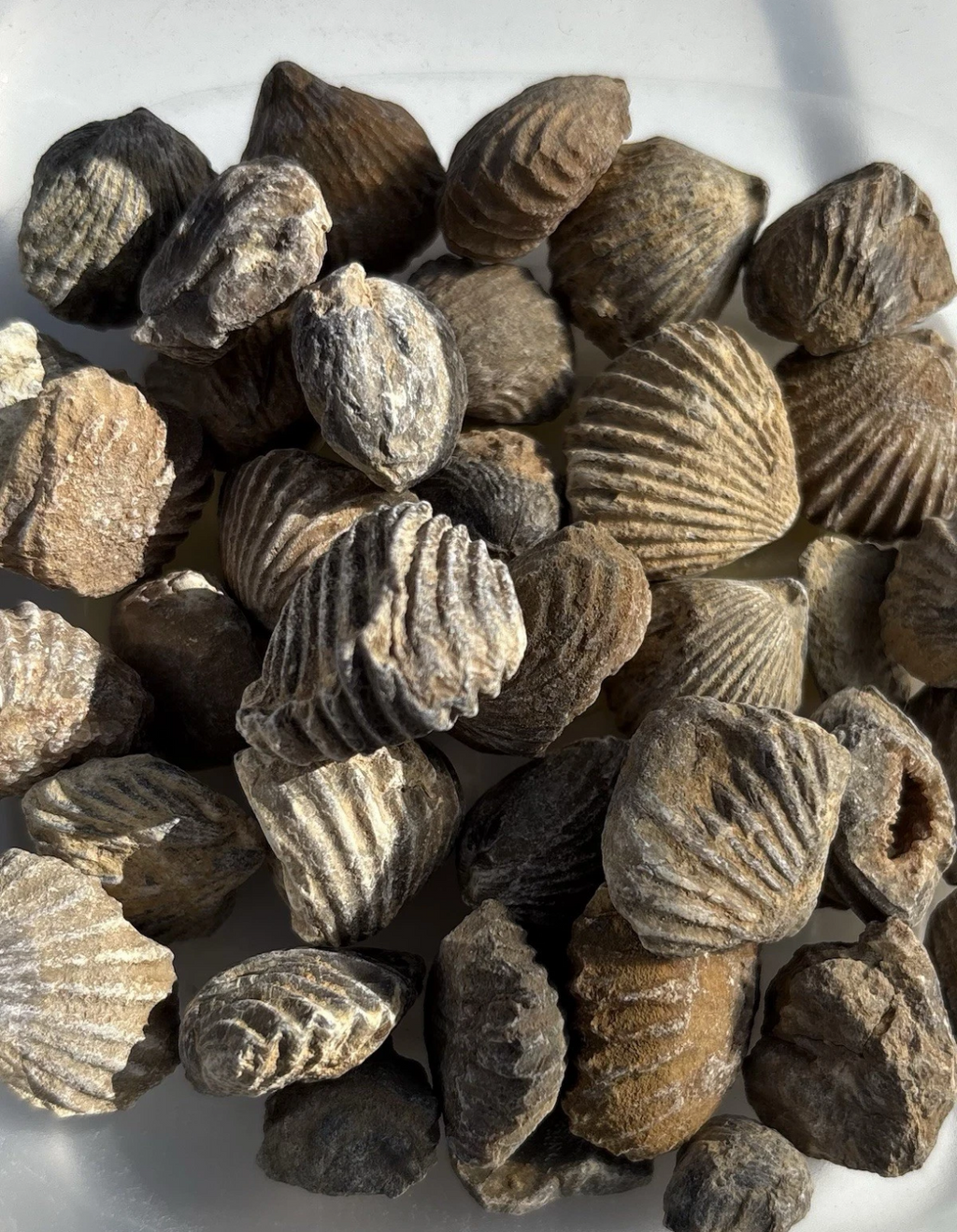 50g Moroccan Brachiopod Fossils – 400+ Million Years Old
