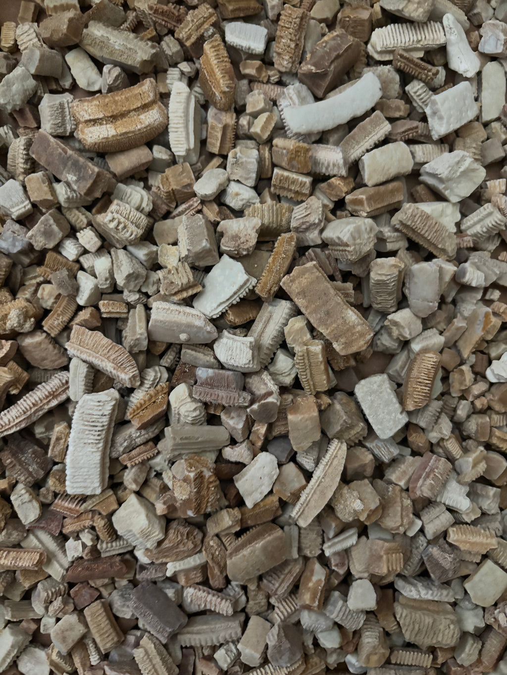 Fossil Eagle Ray Teeth – 50g Bulk Bag | Myliobatis | Morocco