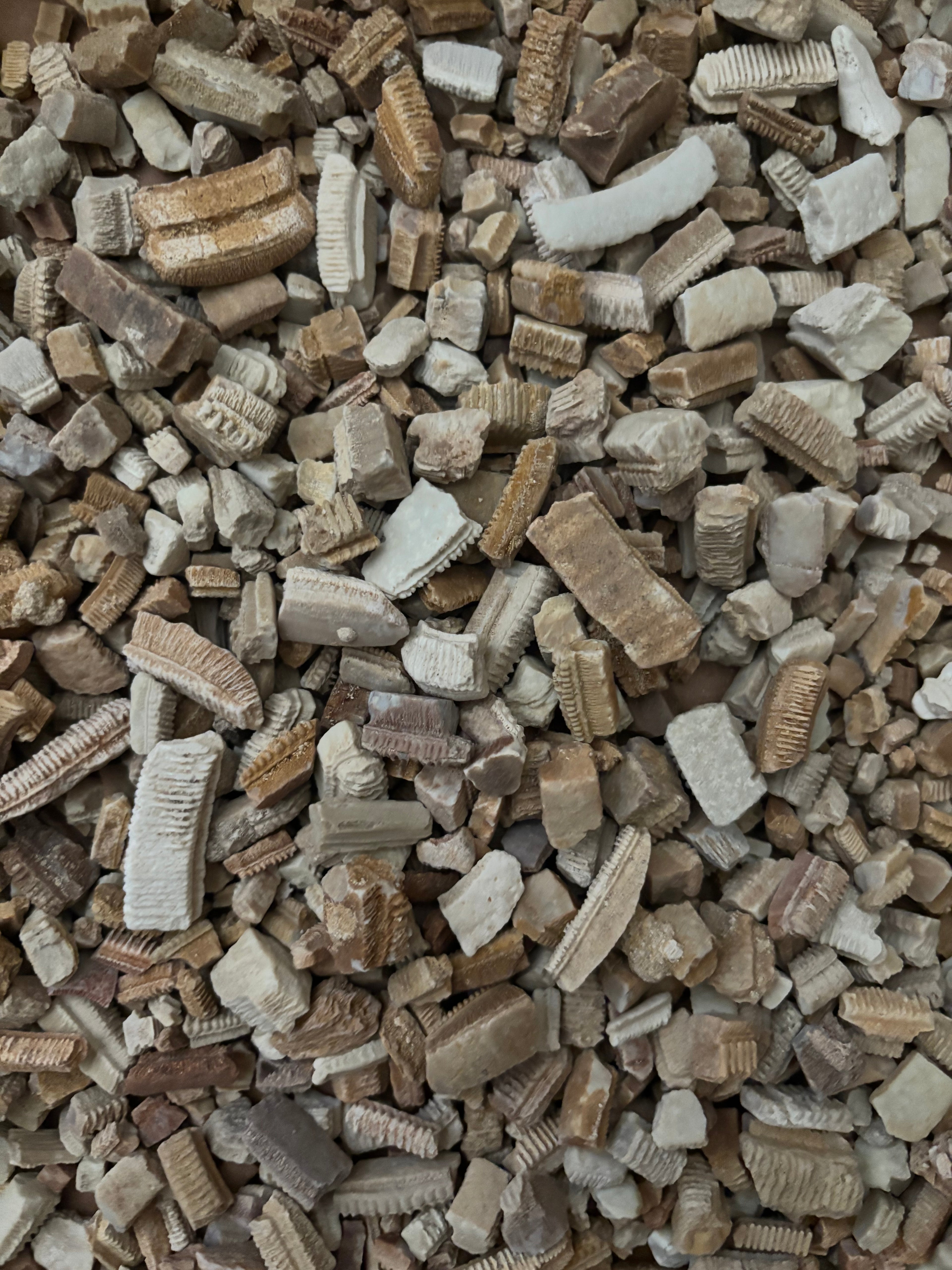 Fossil Eagle Ray Teeth – 50g Bulk Bag | Myliobatis | Morocco