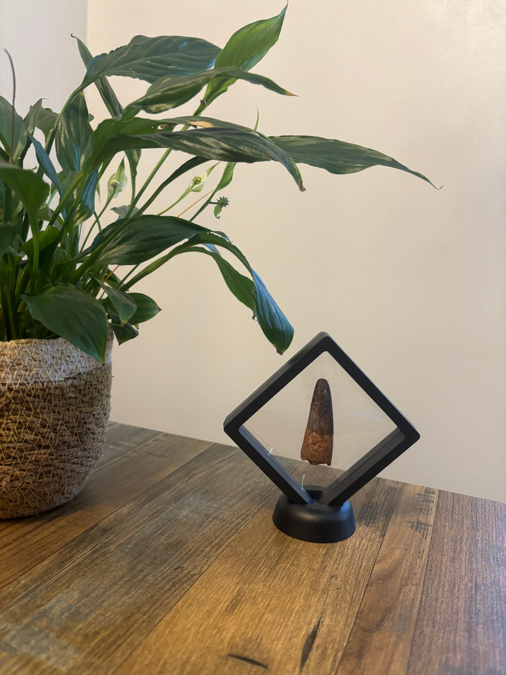 Spinosaurus Tooth – 5.5cm Framed Fossil in Black Floating Frame