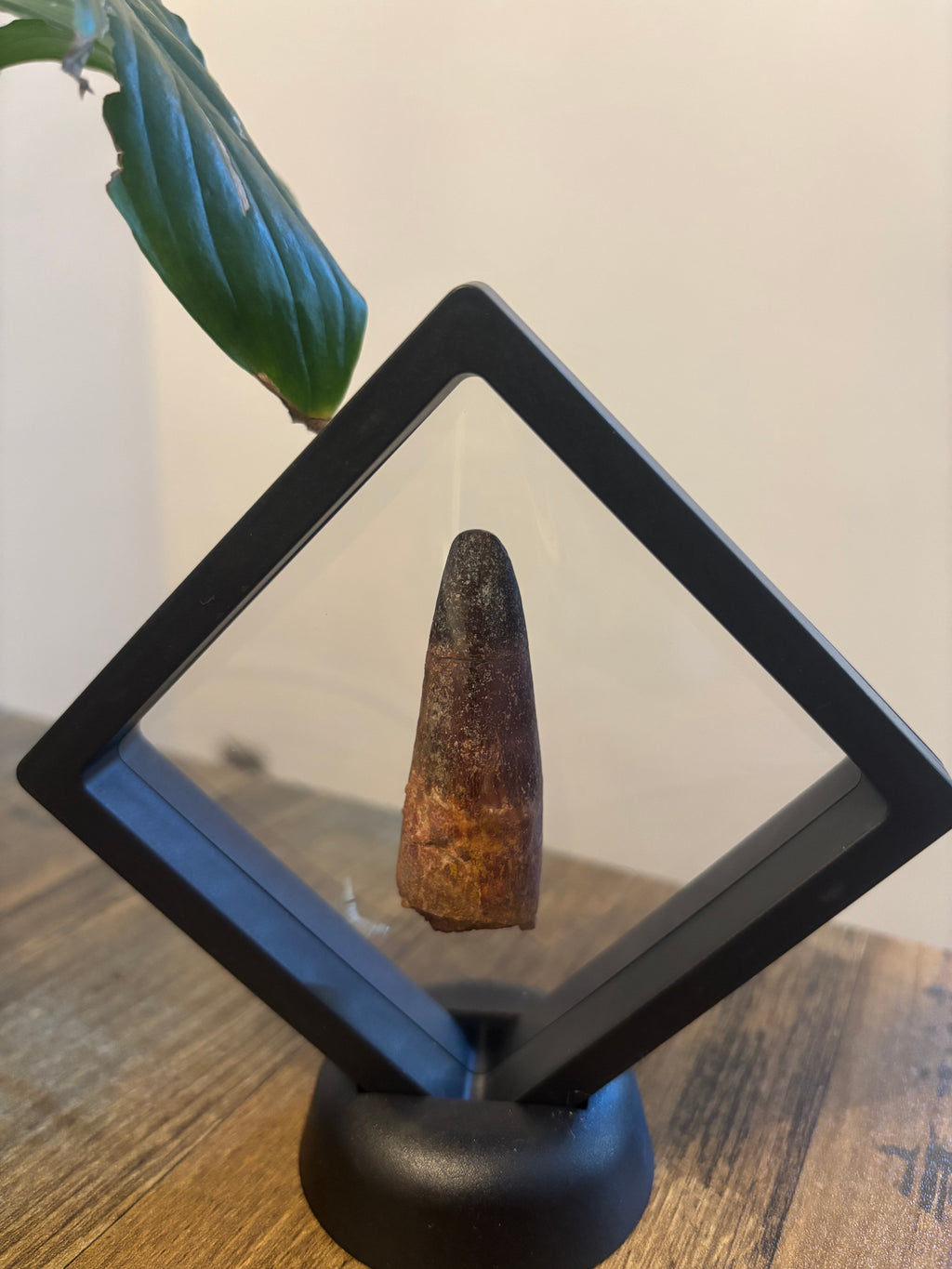 Spinosaurus Tooth – 5.5cm Framed Fossil in Black Floating Frame