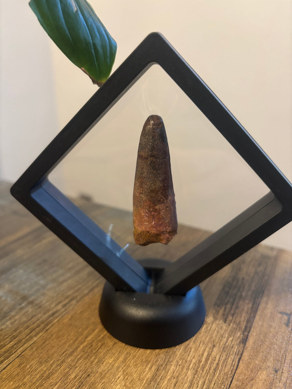 Spinosaurus Tooth – 5.5cm Framed Fossil in Black Floating Frame