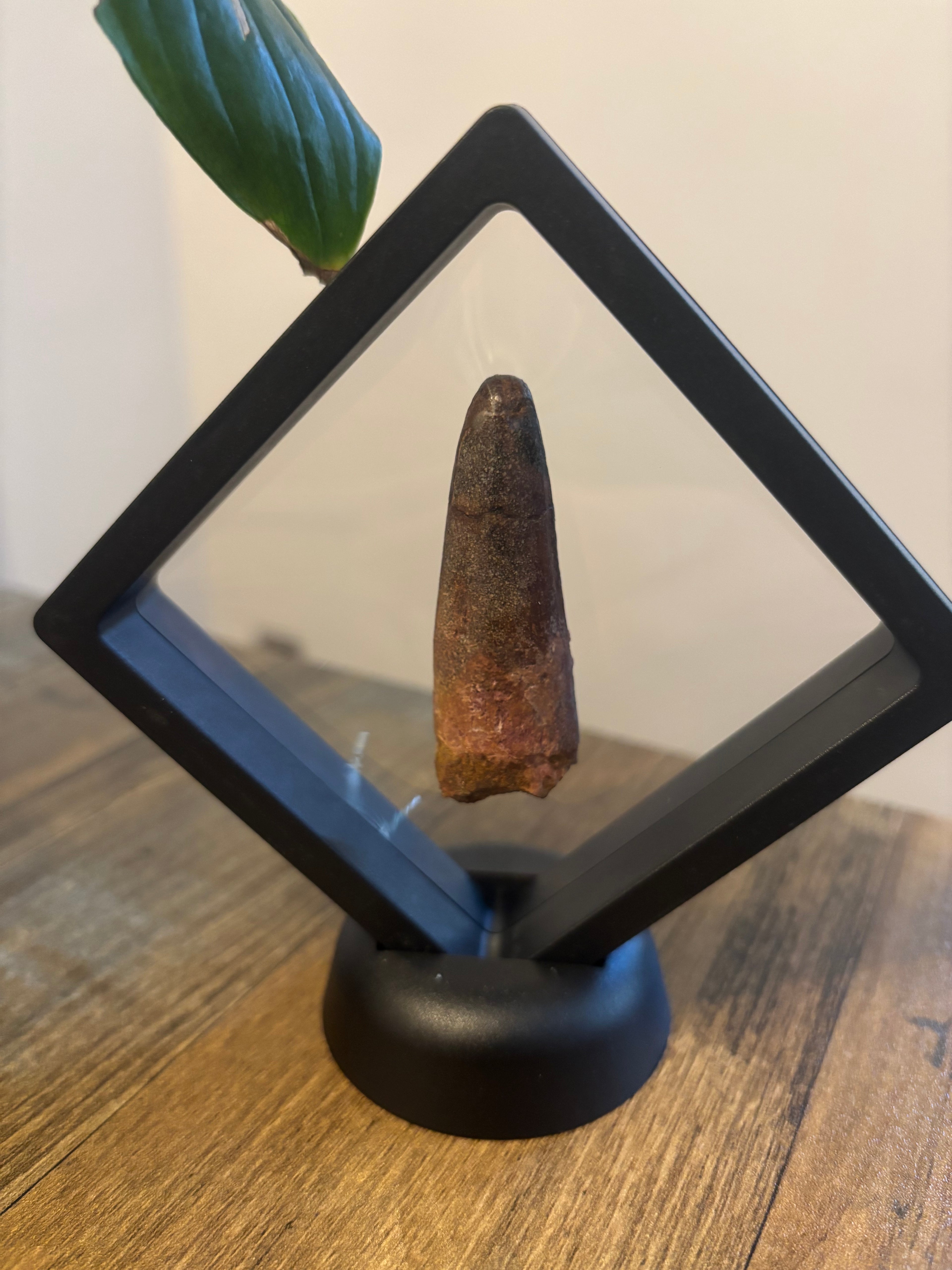 Spinosaurus Tooth – 5.5cm Framed Fossil in Black Floating Frame