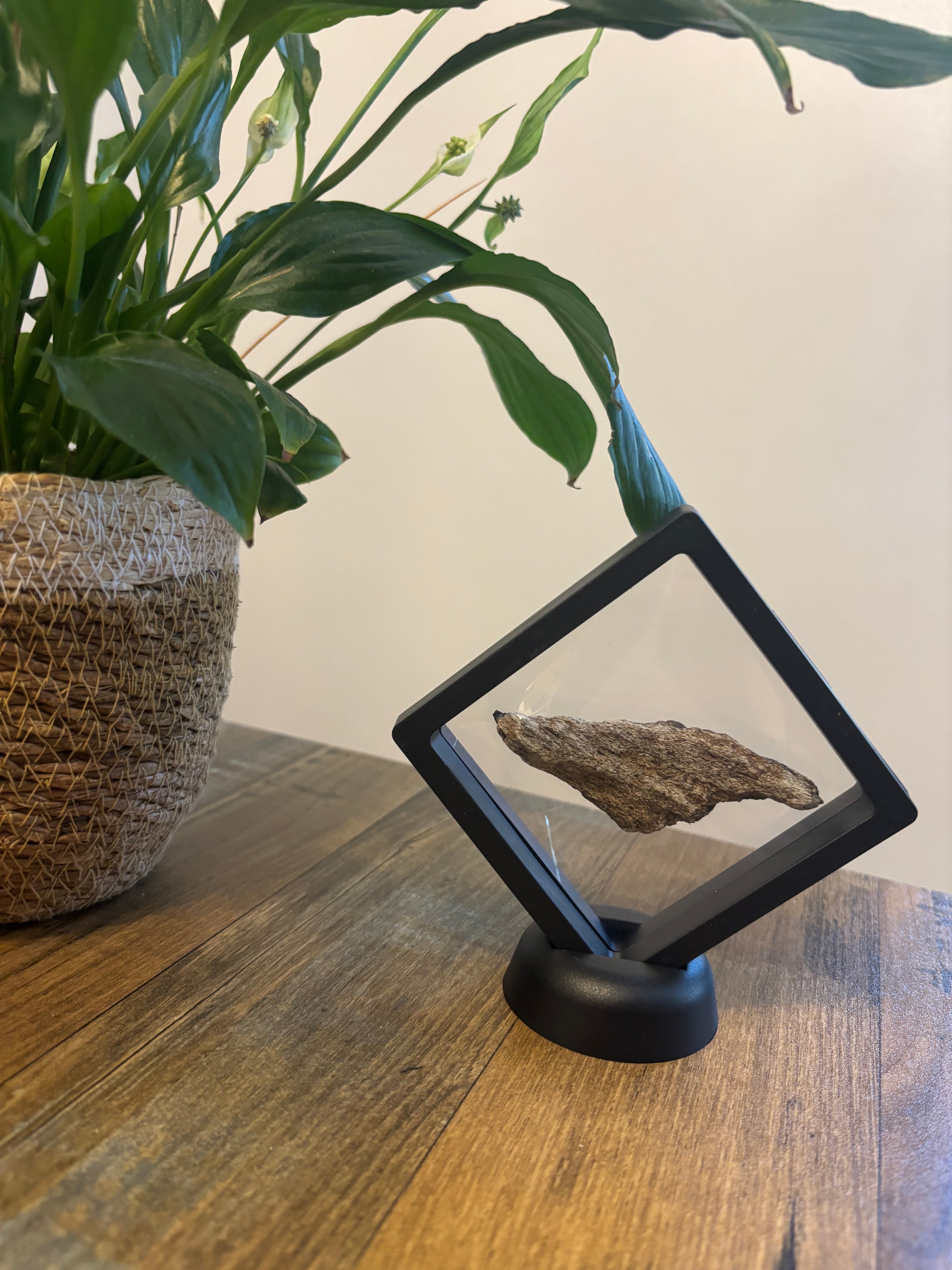 Woolly Mammoth Bone Fragment – 8cm Framed Fossil in Black Floating Frame