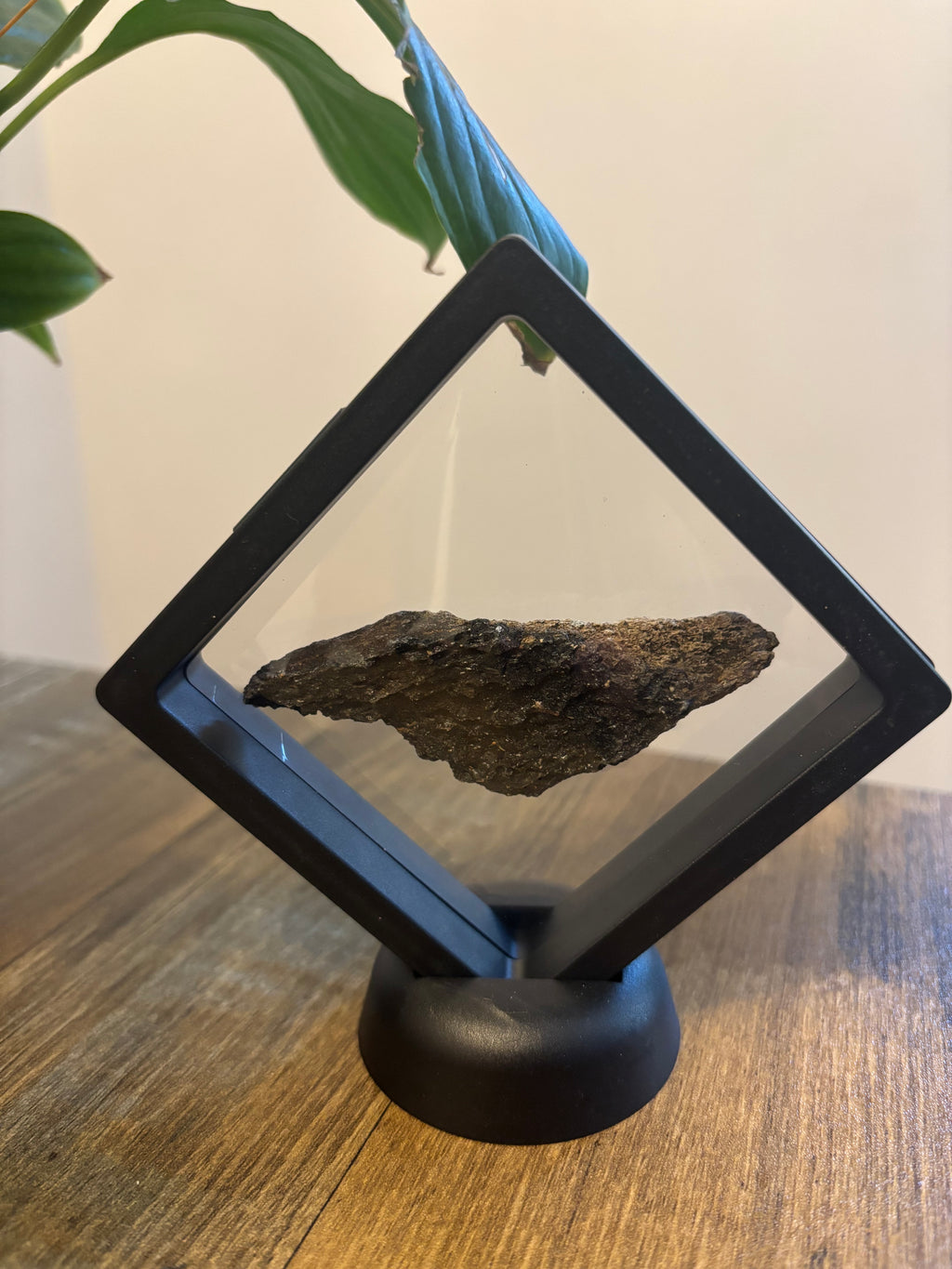 Woolly Mammoth Bone Fragment – 8cm Framed Fossil in Black Floating Frame