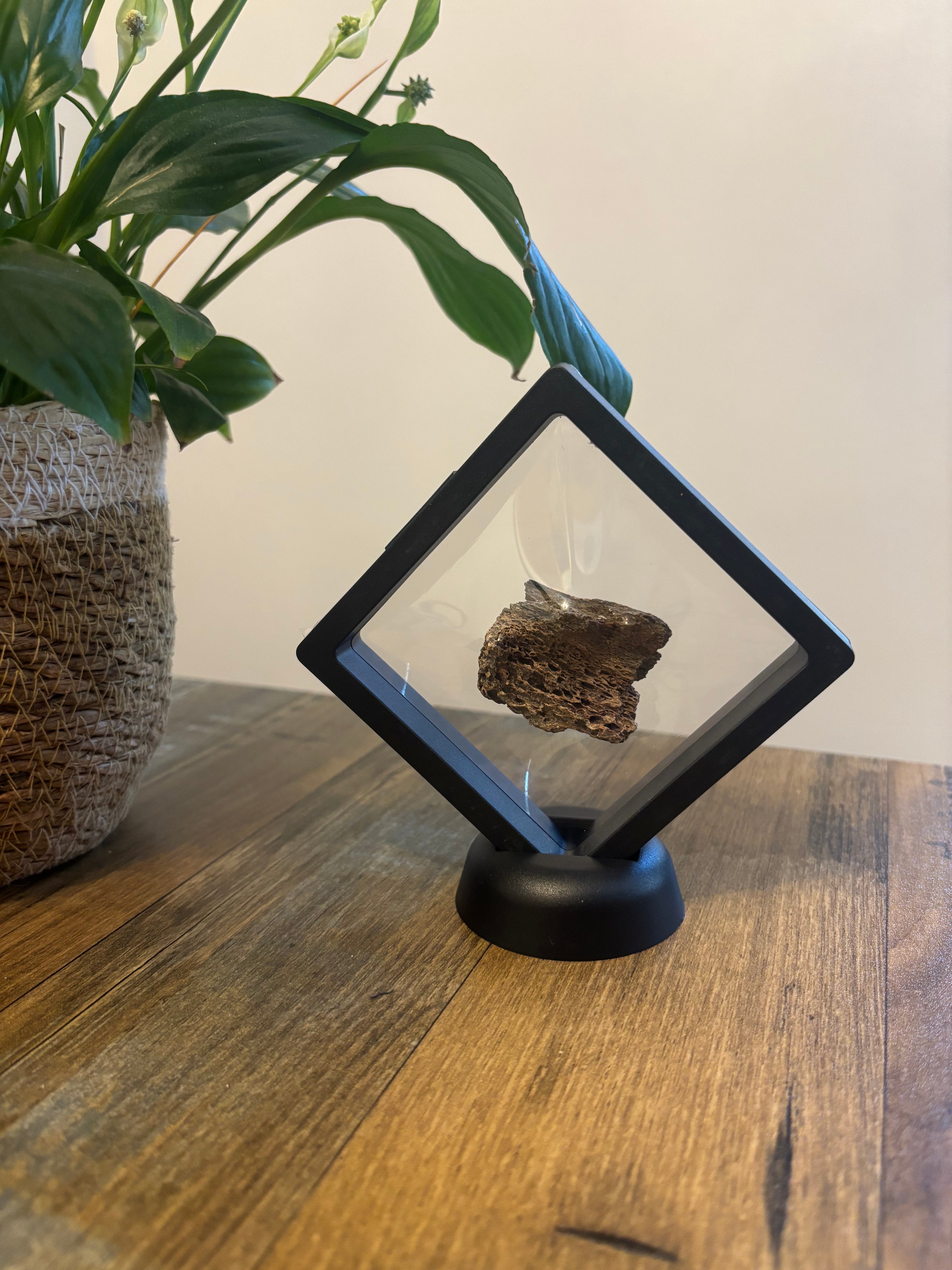 Woolly Mammoth Bone Fragment – 4cm Framed Fossil in Black Floating Frame