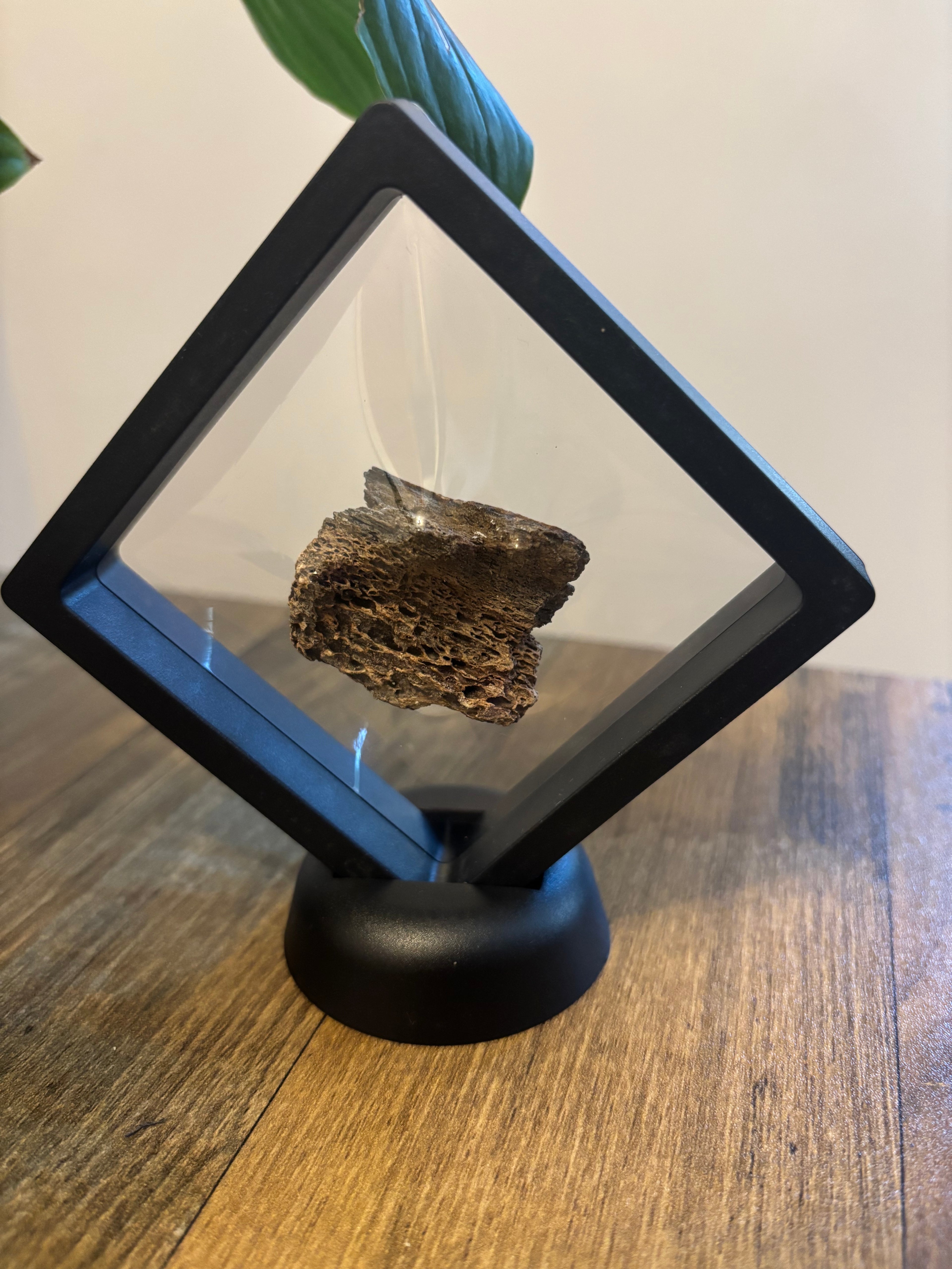 Woolly Mammoth Bone Fragment – 4cm Framed Fossil in Black Floating Frame