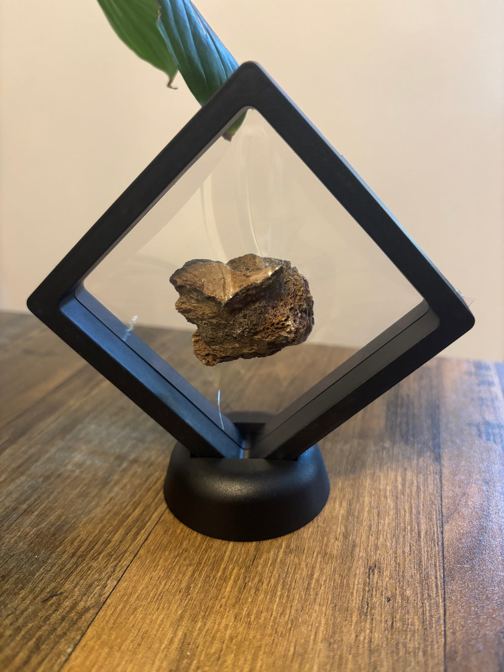 Woolly Mammoth Bone Fragment – 4cm Framed Fossil in Black Floating Frame