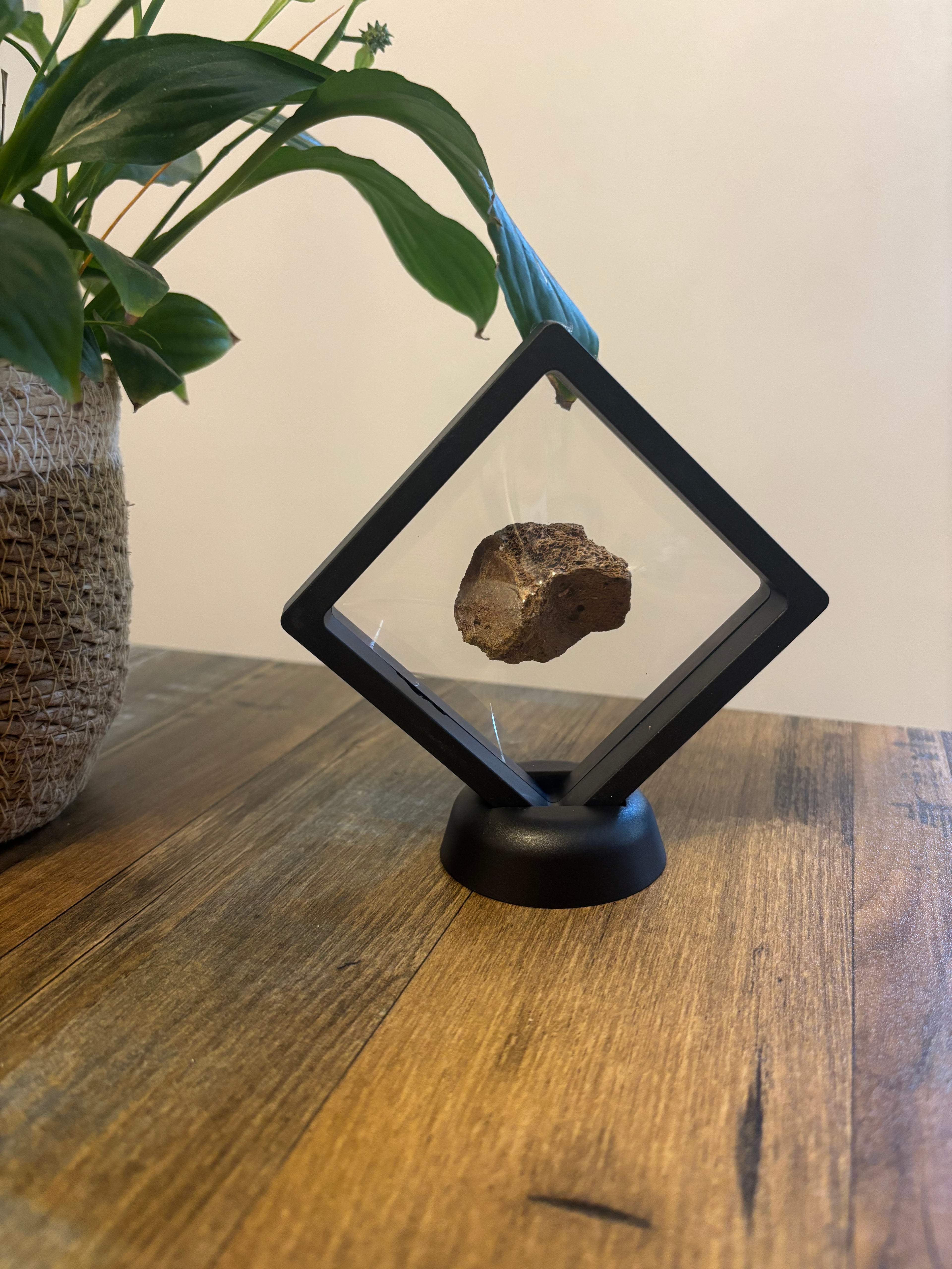 Woolly Mammoth Bone Fragment – 4cm Framed Fossil in Black Floating Frame