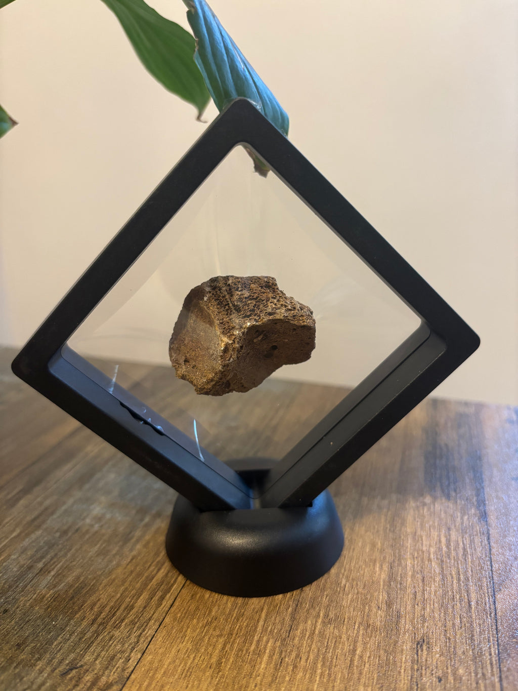 Woolly Mammoth Bone Fragment – 4cm Framed Fossil in Black Floating Frame