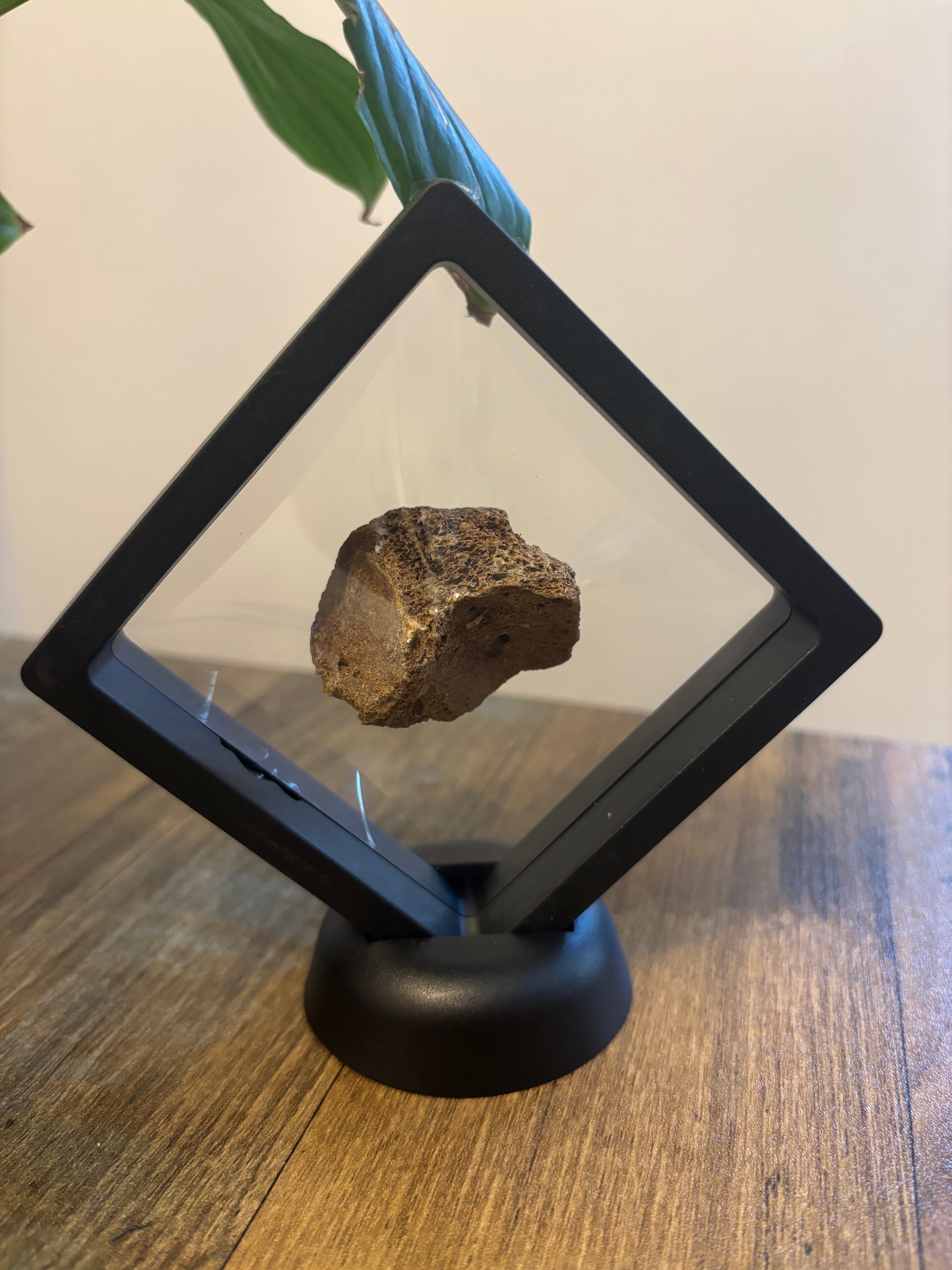 Woolly Mammoth Bone Fragment – 4cm Framed Fossil in Black Floating Frame