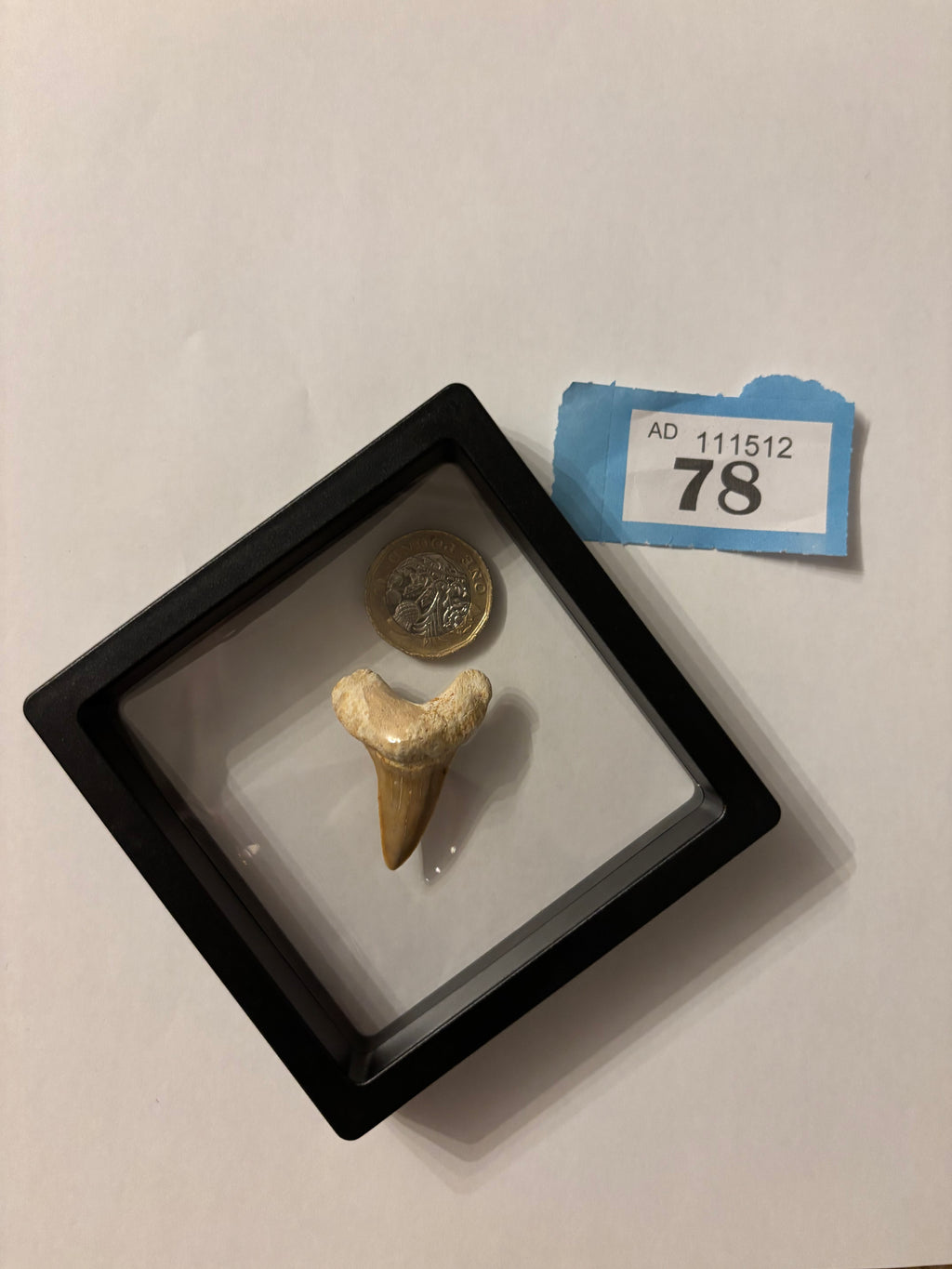 Fossil Otodus Shark Tooth In Floating Frame – Prehistoric sharks tooth