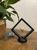 Fossil Otodus Shark Tooth In Floating Frame – Prehistoric sharks tooth