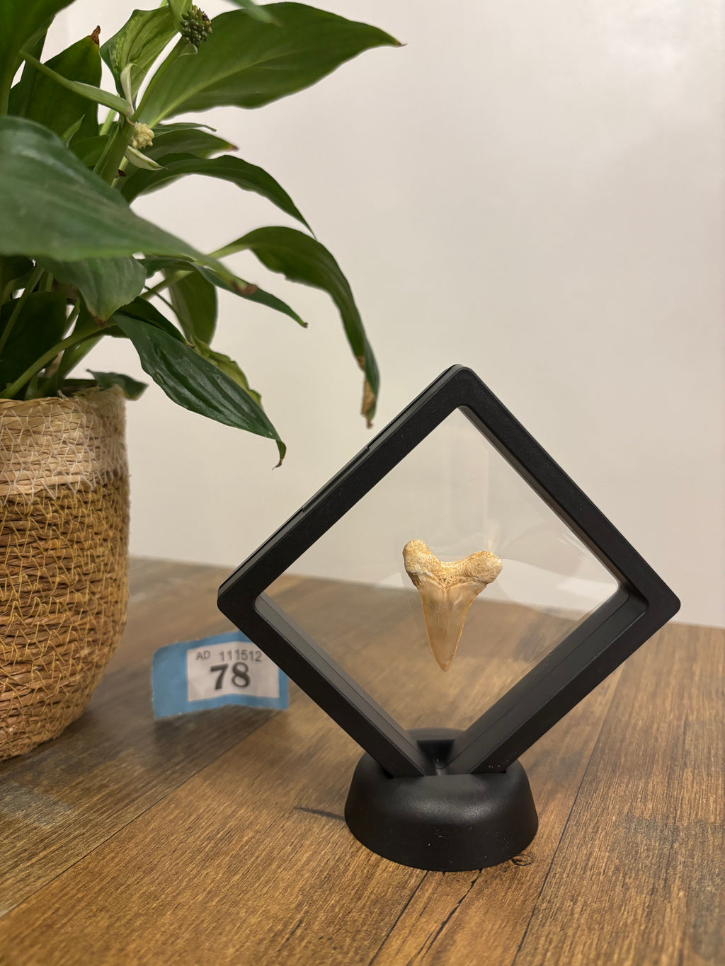 Fossil Otodus Shark Tooth In Floating Frame – Prehistoric sharks tooth