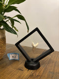Fossil Otodus Shark Tooth In Floating Frame – Prehistoric sharks tooth