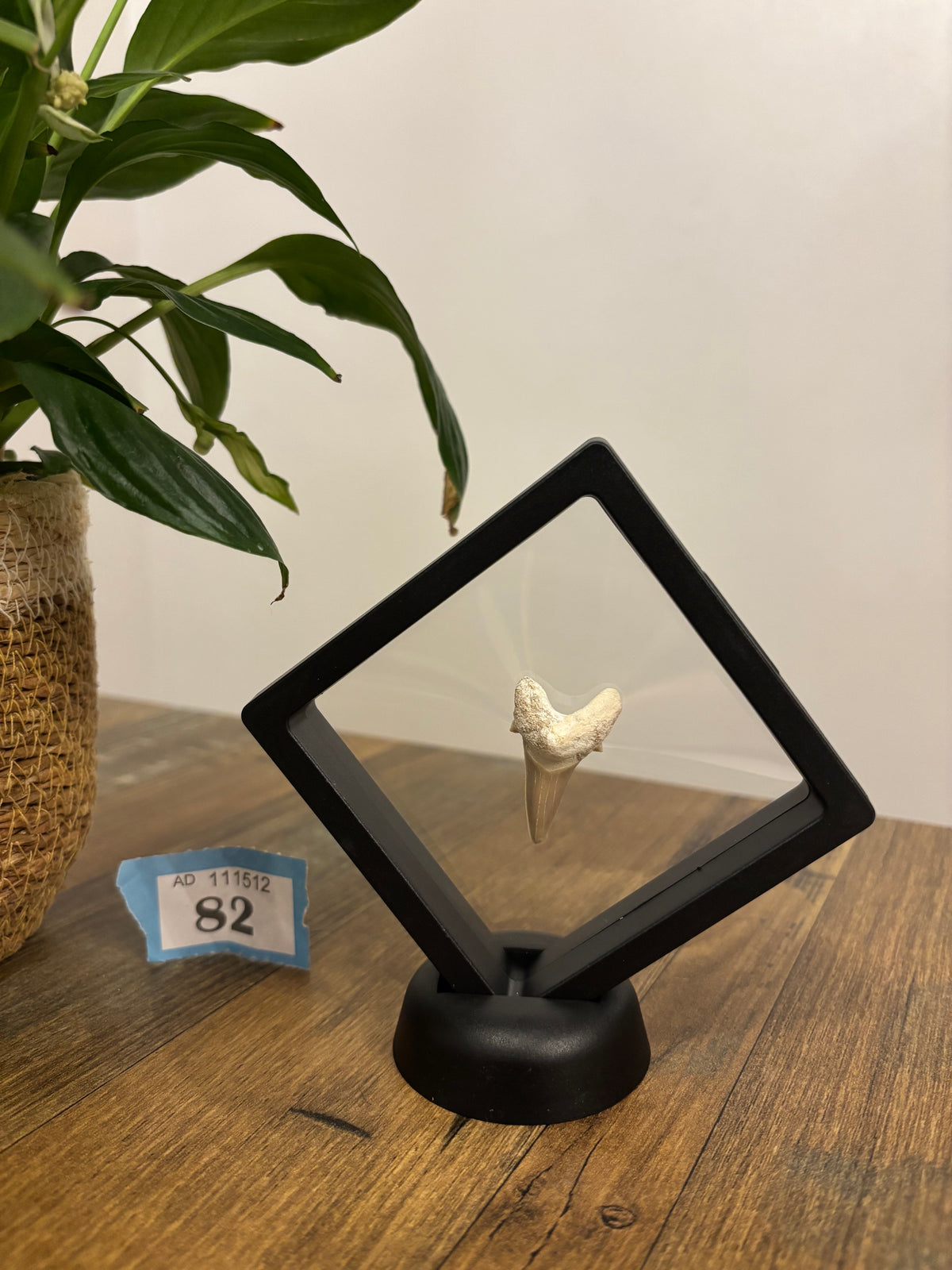 Fossil Otodus Shark Tooth In Floating Frame – Prehistoric sharks tooth
