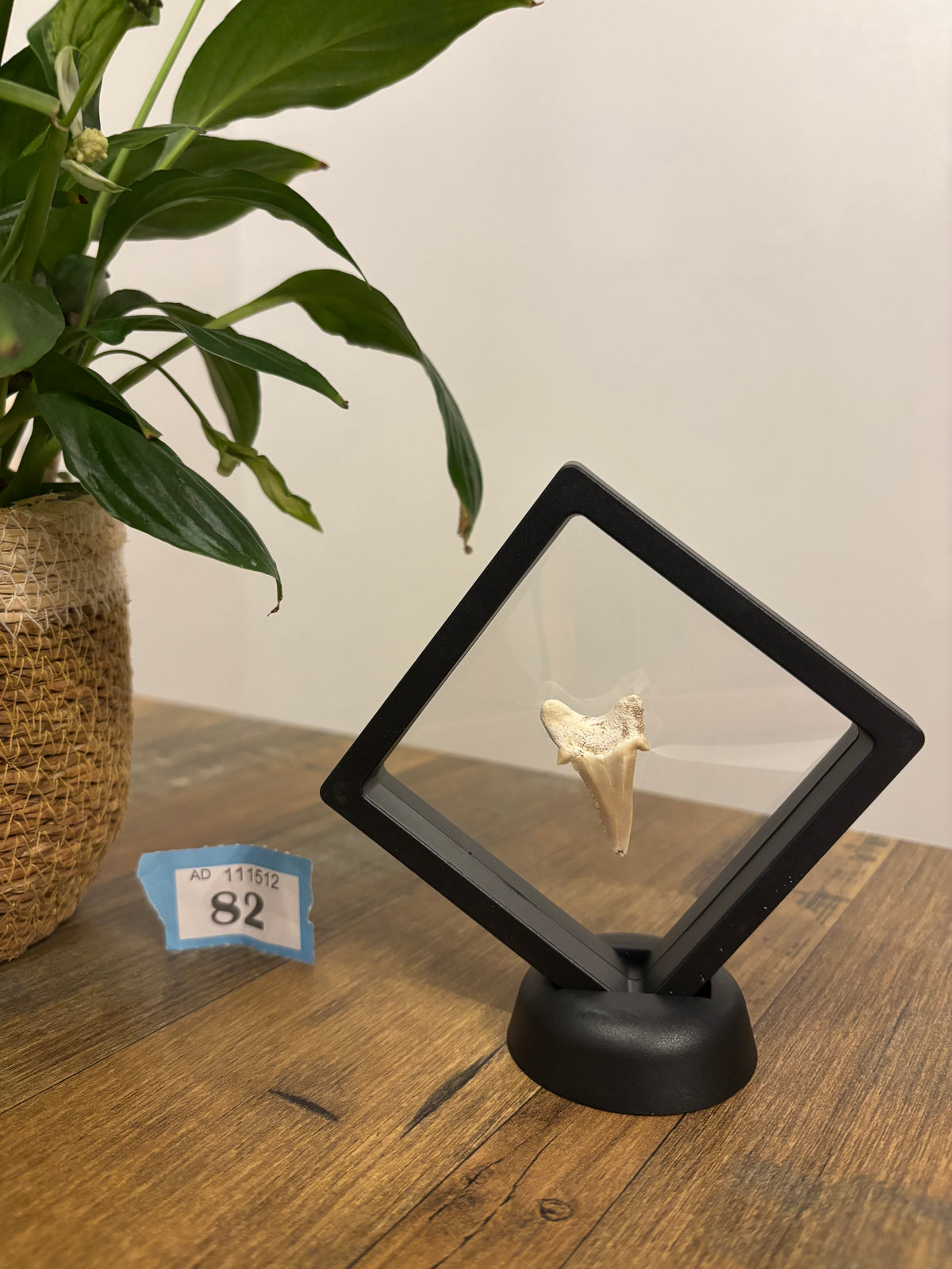 Fossil Otodus Shark Tooth In Floating Frame – Prehistoric sharks tooth