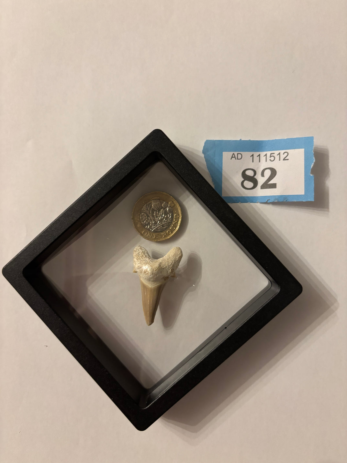 Fossil Otodus Shark Tooth In Floating Frame – Prehistoric sharks tooth