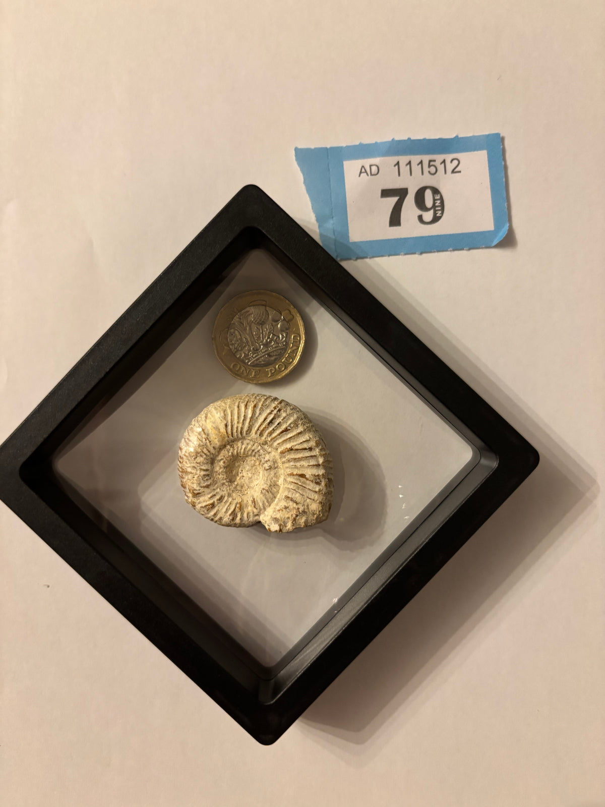 Fossil Ammonite In Floating Frame – Display Fossil Ammonite
