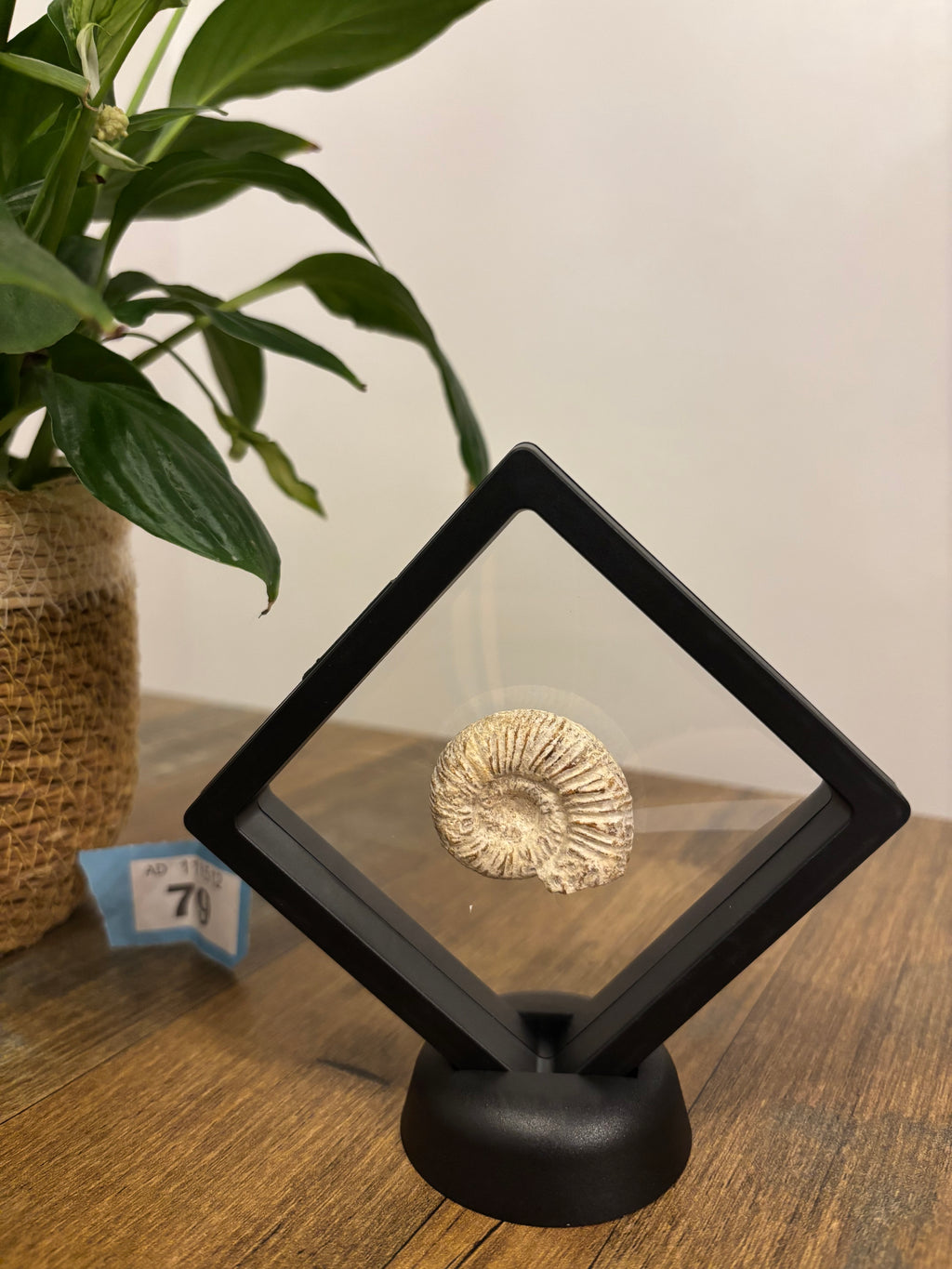 Fossil Ammonite In Floating Frame – Display Fossil Ammonite