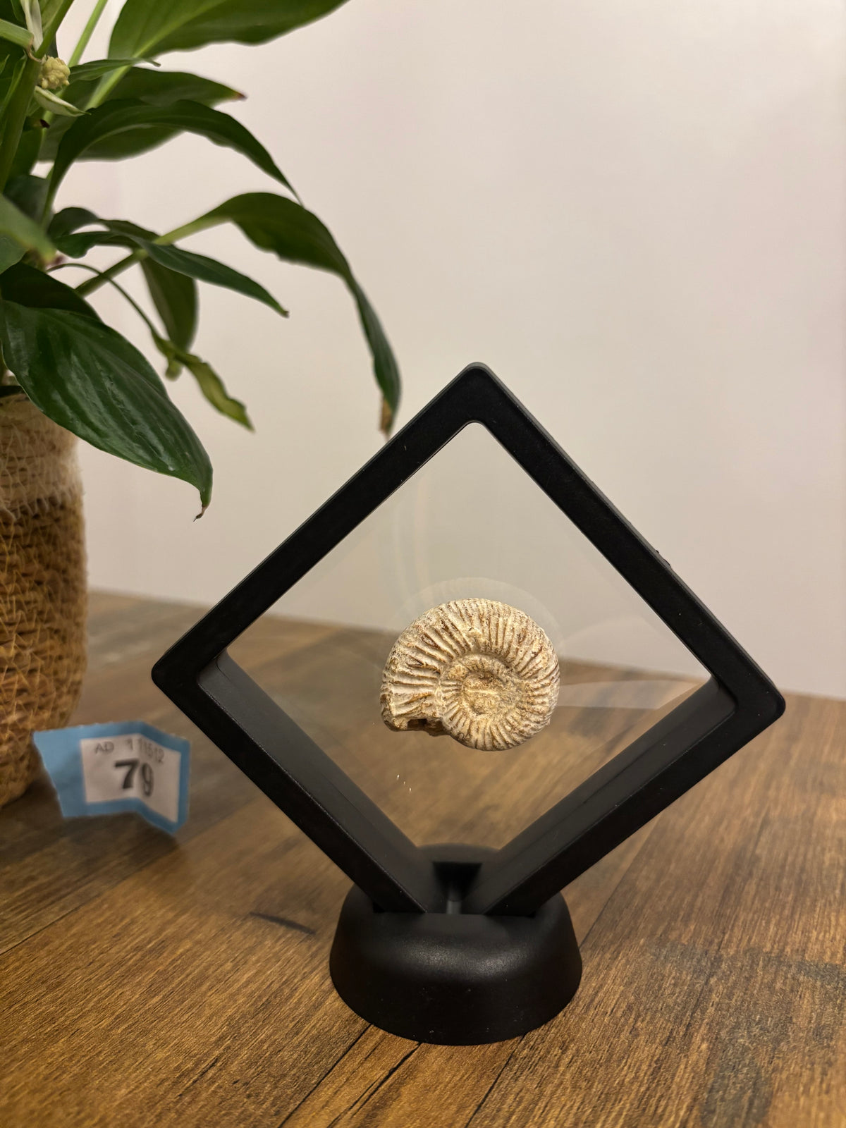Fossil Ammonite In Floating Frame – Display Fossil Ammonite