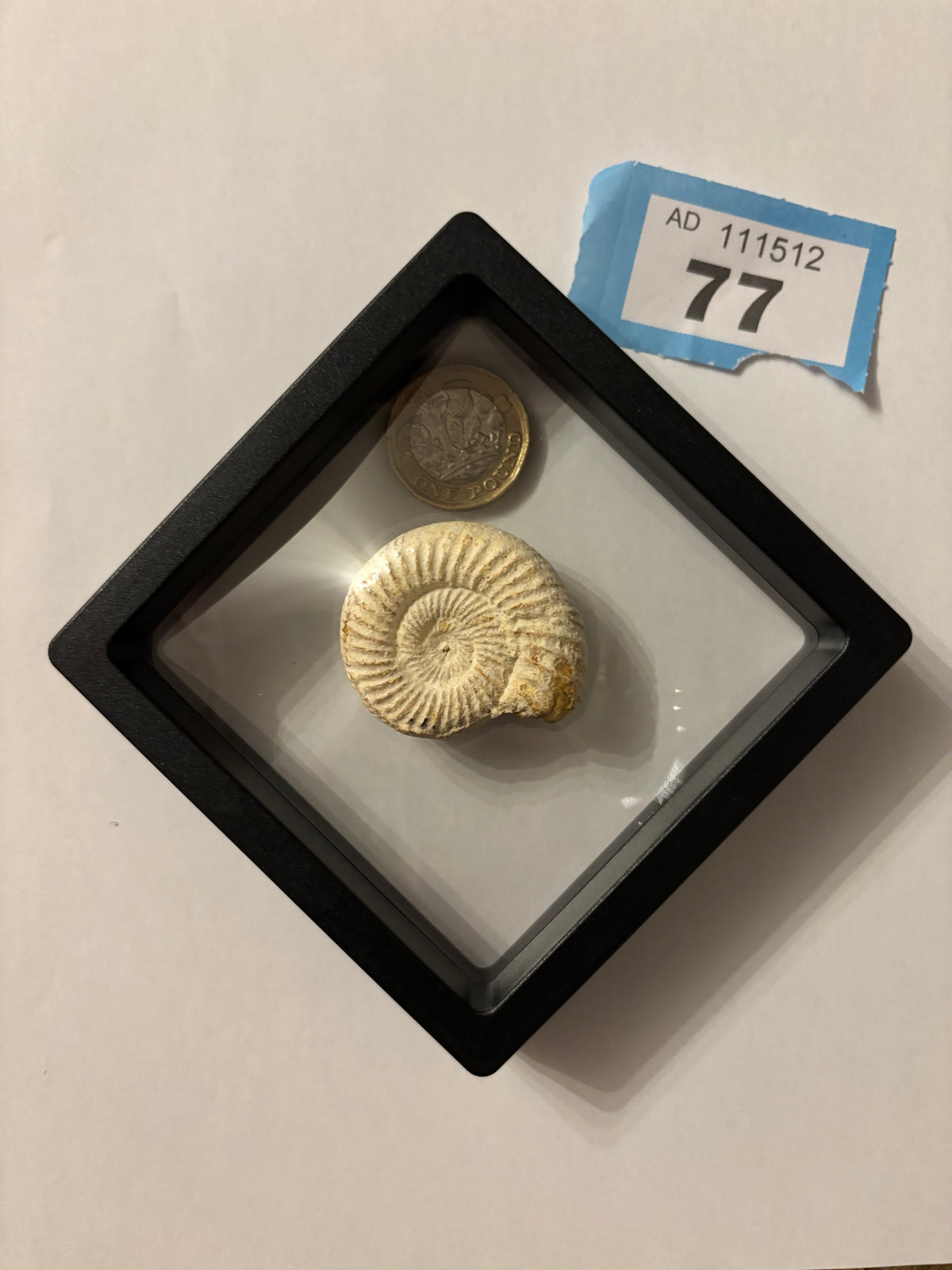 Fossil Ammonite In Floating Frame – Display Fossil Ammonite