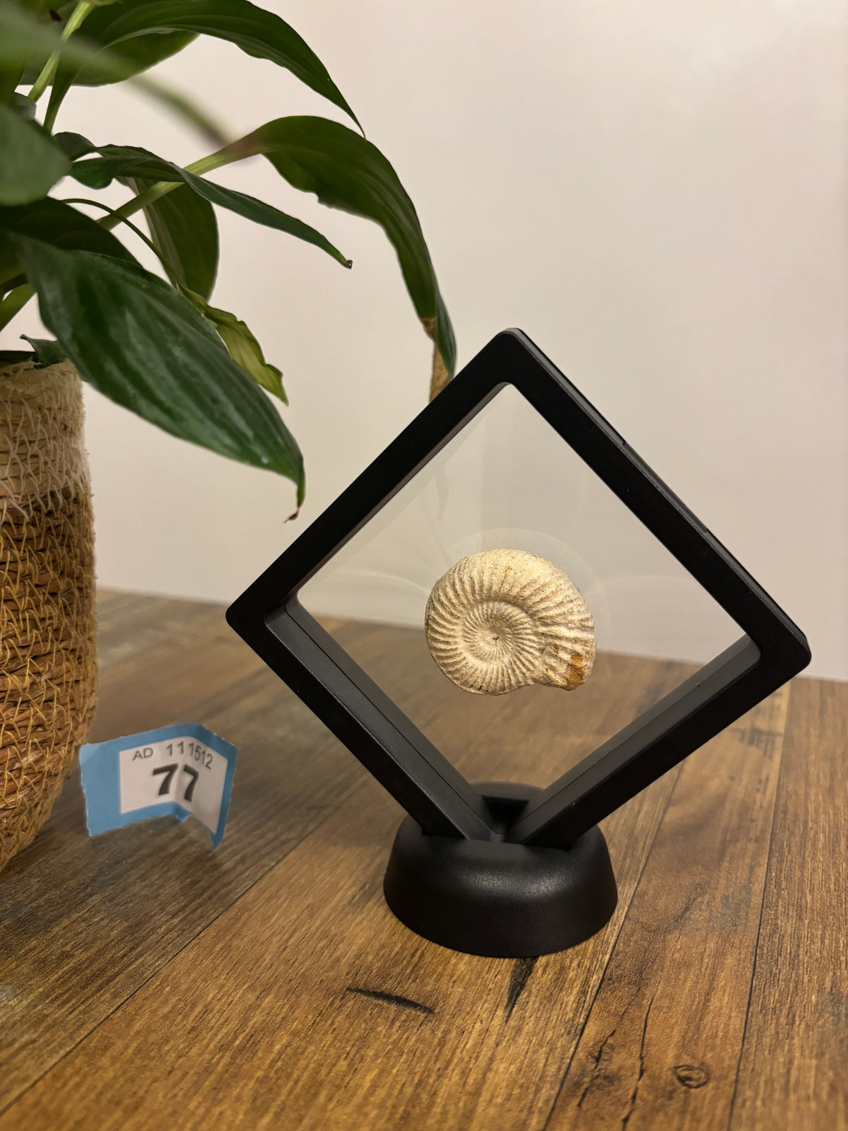 Fossil Ammonite In Floating Frame – Display Fossil Ammonite