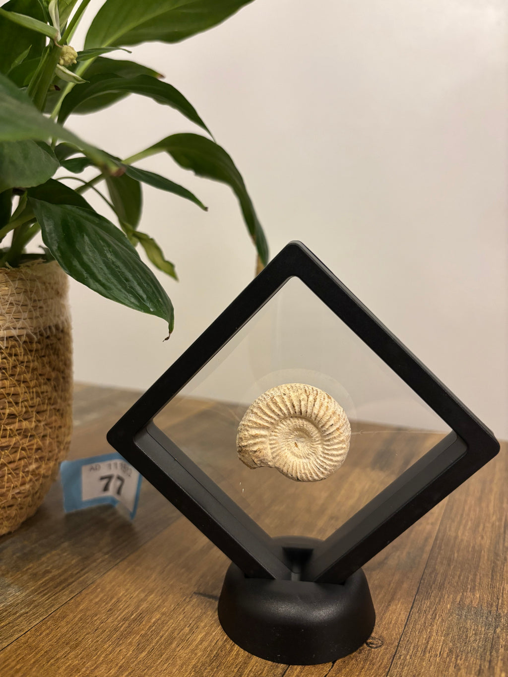 Fossil Ammonite In Floating Frame – Display Fossil Ammonite