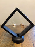 2 Fossil Vertebrates In Floating Frame – Sea Snake Palaeophis & Unknown Fish