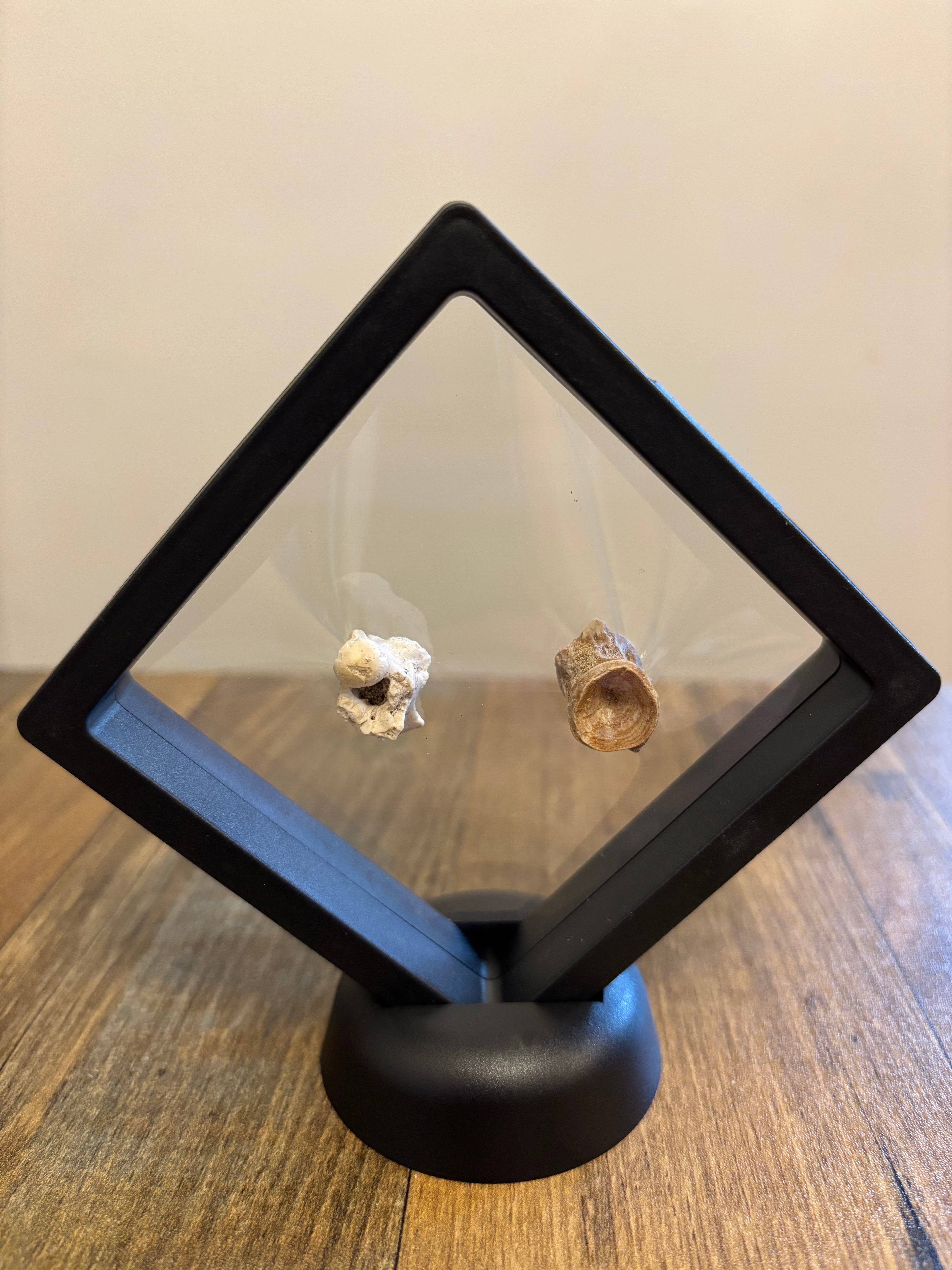 2 Fossil Vertebrates In Floating Frame – Sea Snake Palaeophis & Unknown Fish