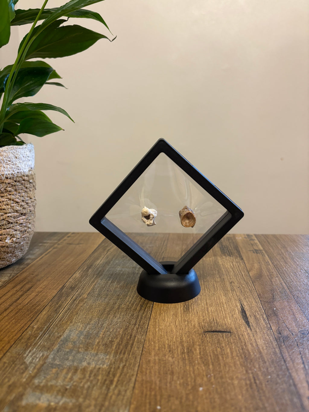 2 Fossil Vertebrates In Floating Frame – Sea Snake Palaeophis & Unknown Fish