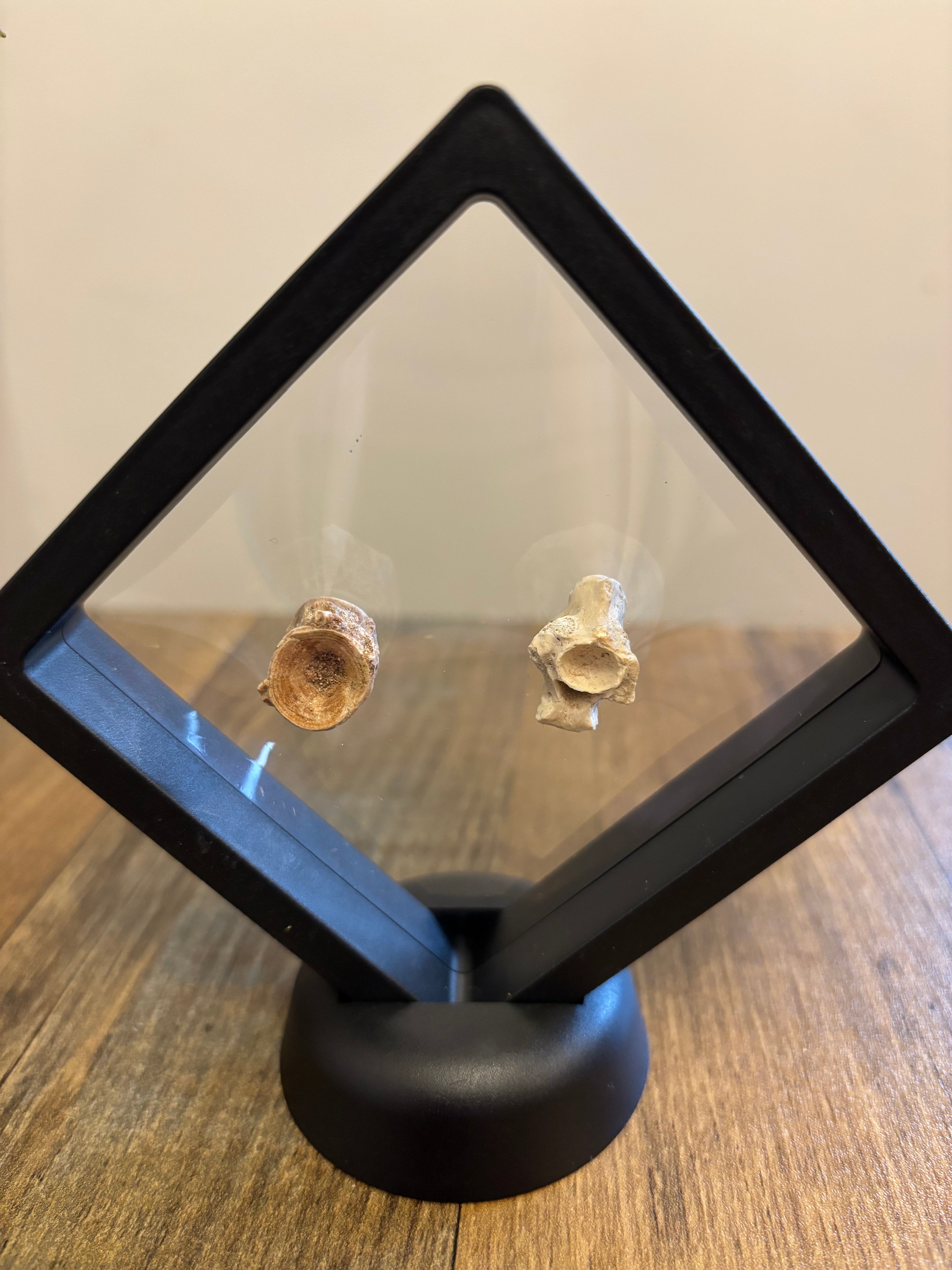 2 Fossil Vertebrates In Floating Frame – Sea Snake Palaeophis & Unknown Fish