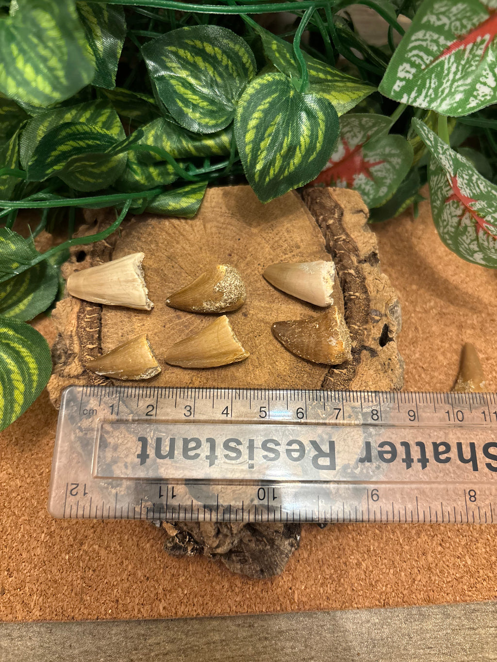 1 x Fossil Mosasaurus Tootth – Cretaceous – Morocco – Random Selection – 2–2.5 cm
